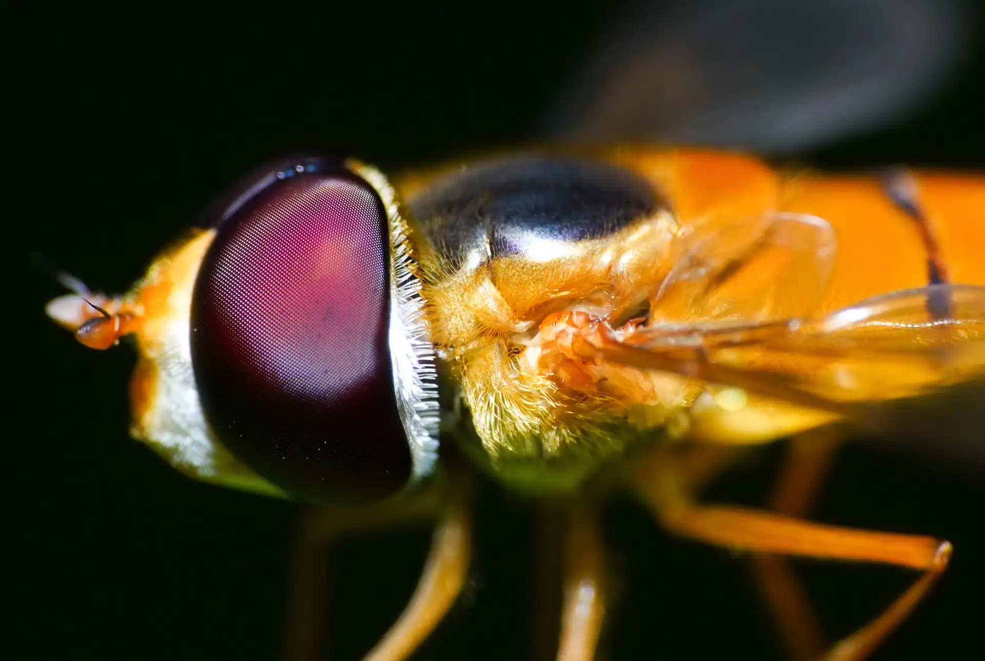 The hoverfly was posing for a closeup..