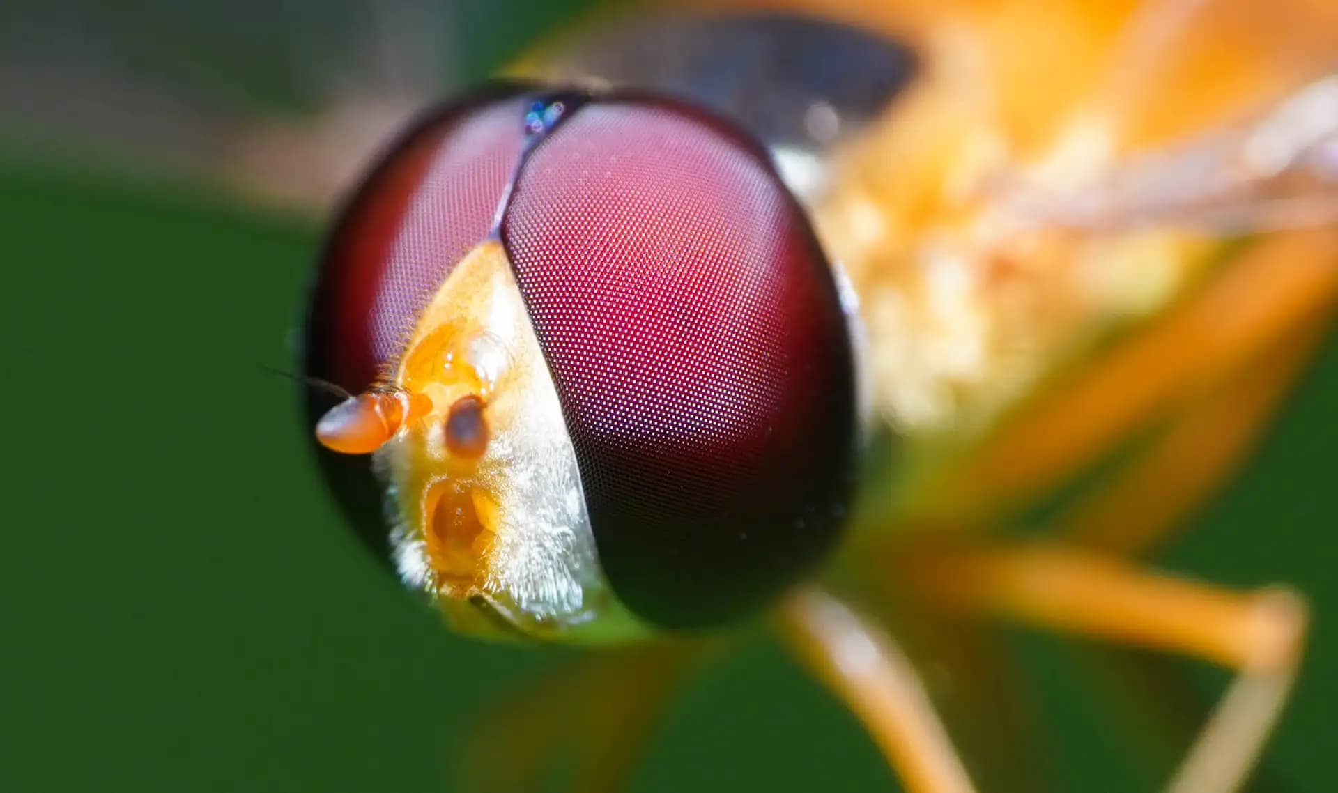 The hoverfly was posing for a closeup..