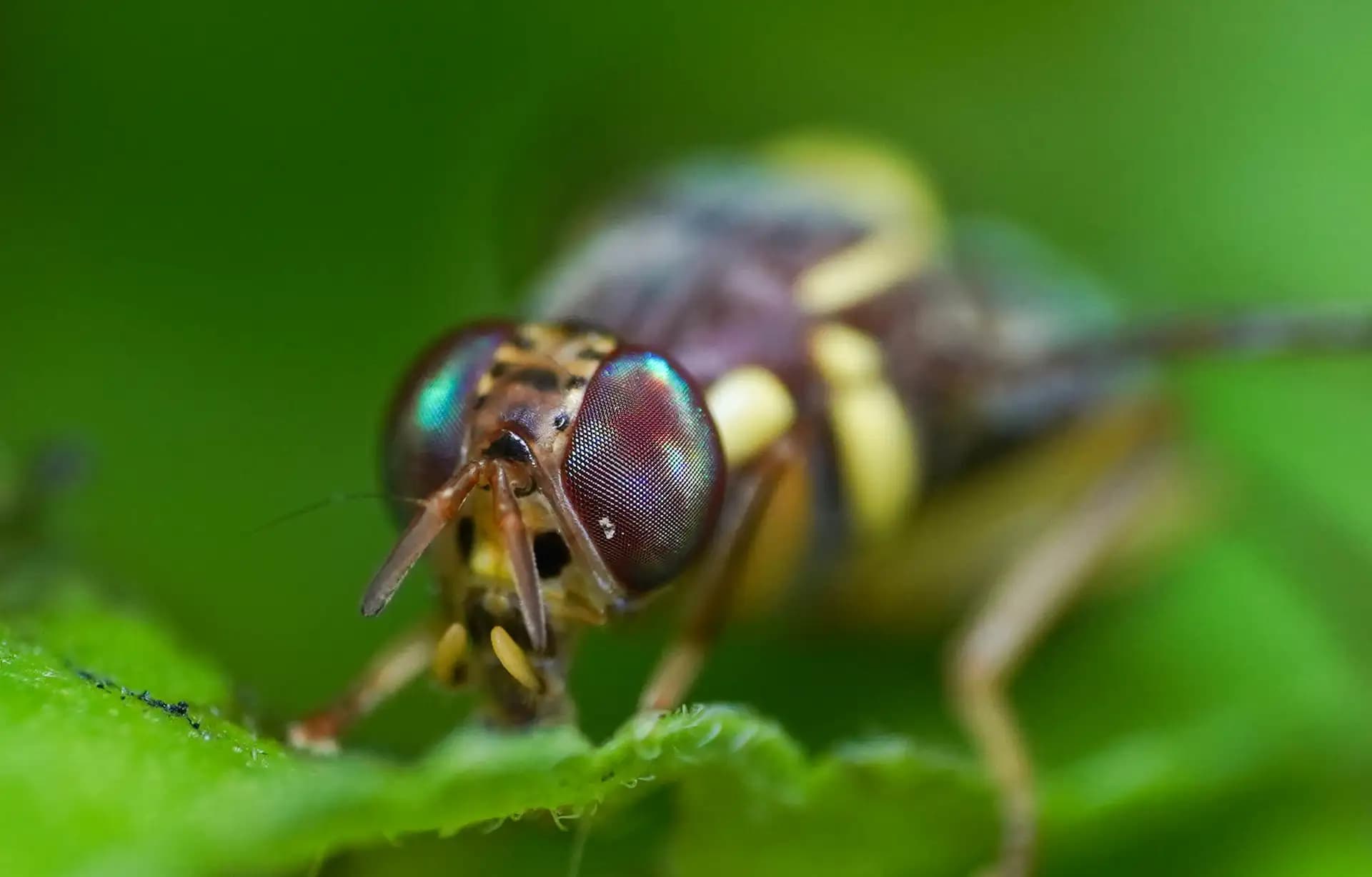 The oriental fruit fly was posing for a closeup..