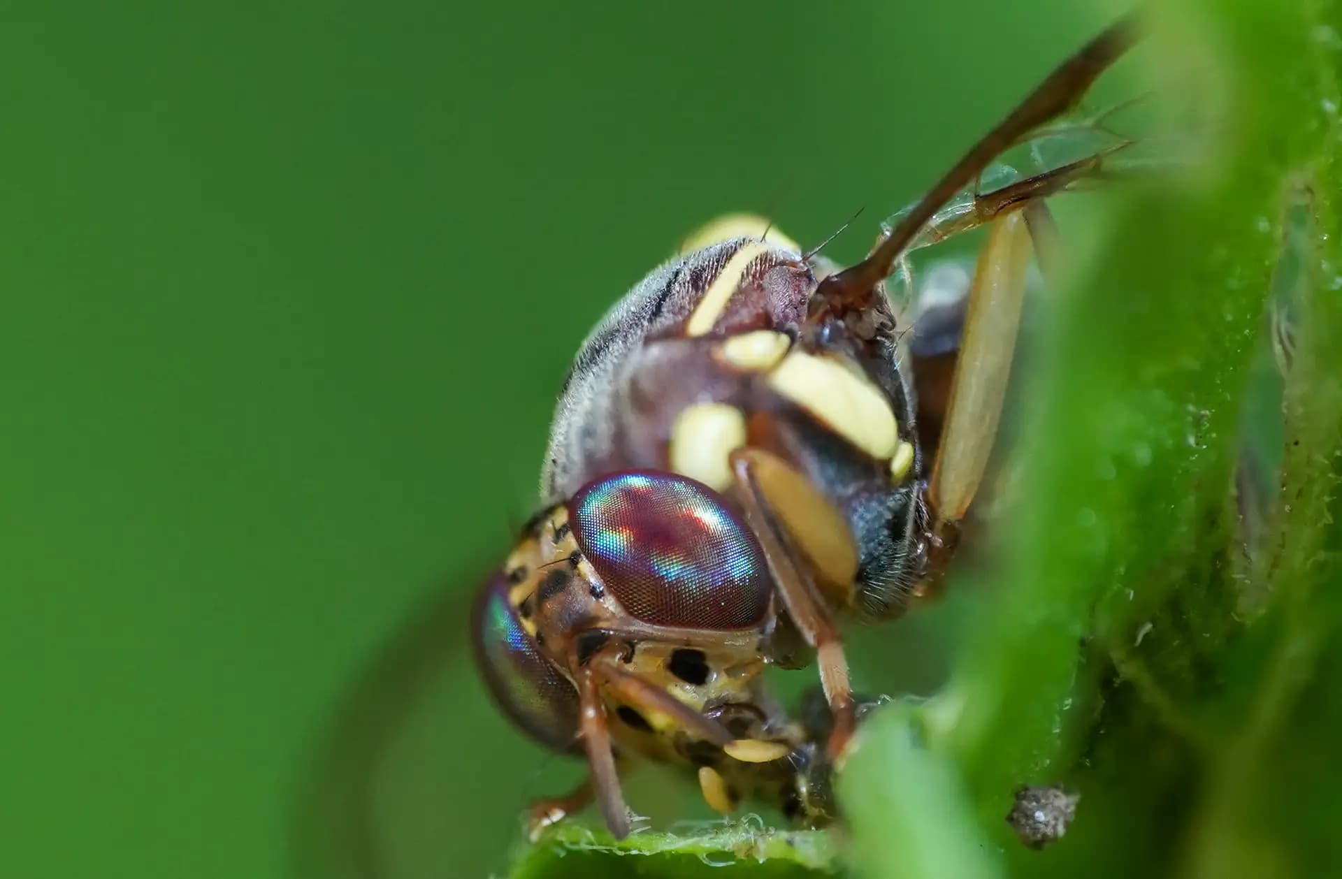 The oriental fruit fly was posing for a closeup..