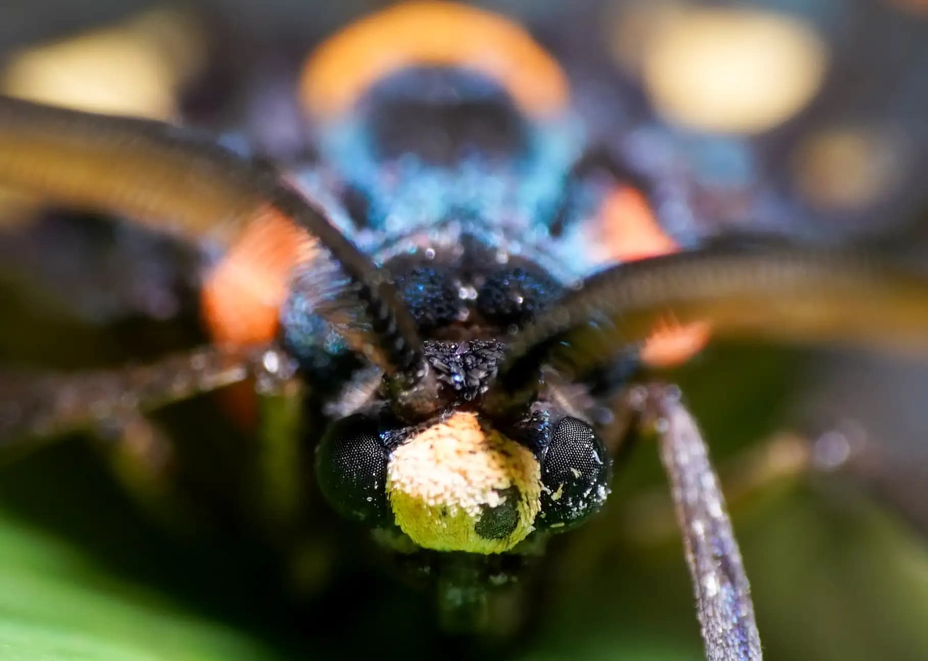 The beautiful Virginia Ctenucha moth was having a staring contest with me.