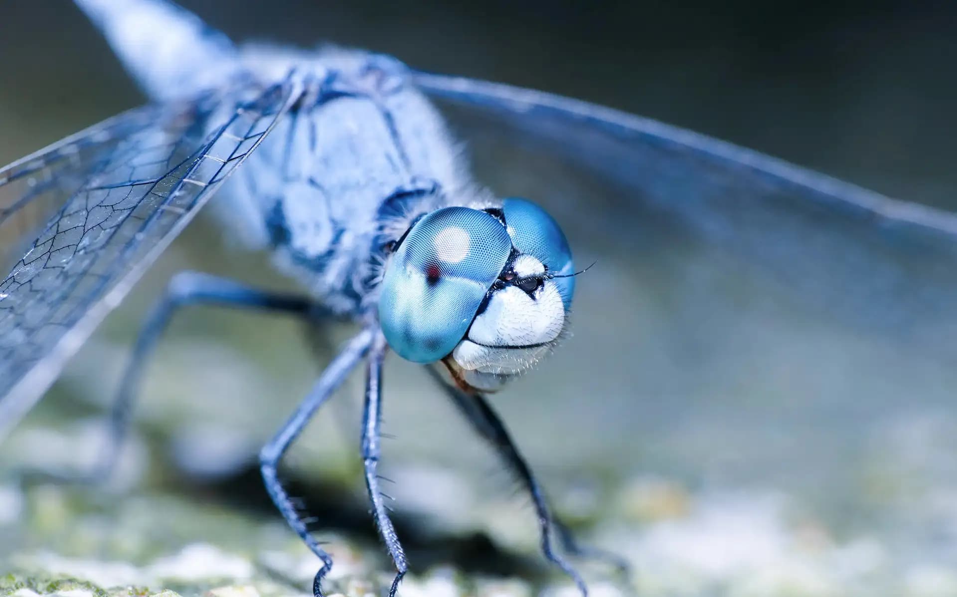 I once spotted this blue dragonfly on our home garden and couldn't miss snapping some pics.