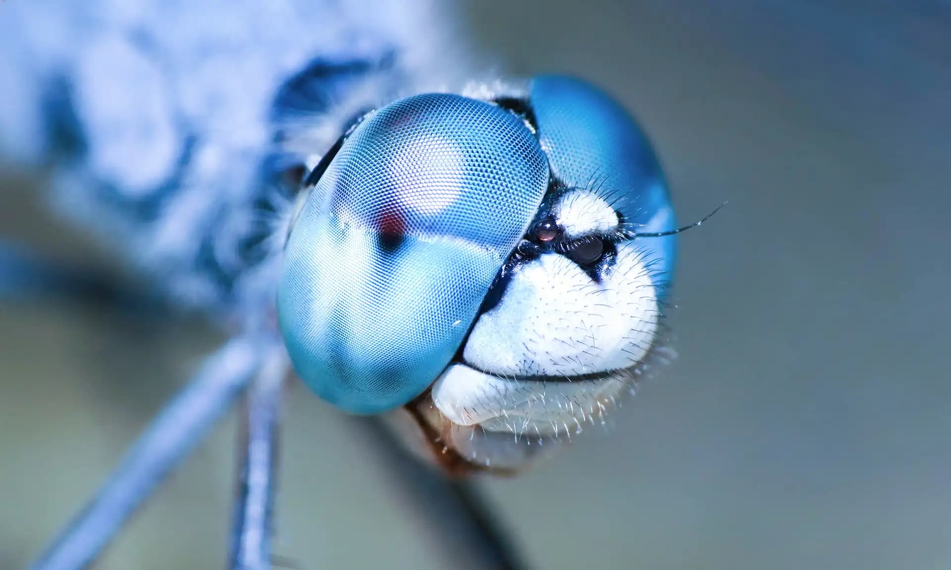 I once spotted this blue dragonfly on our home garden and couldn't miss snapping some pics.
