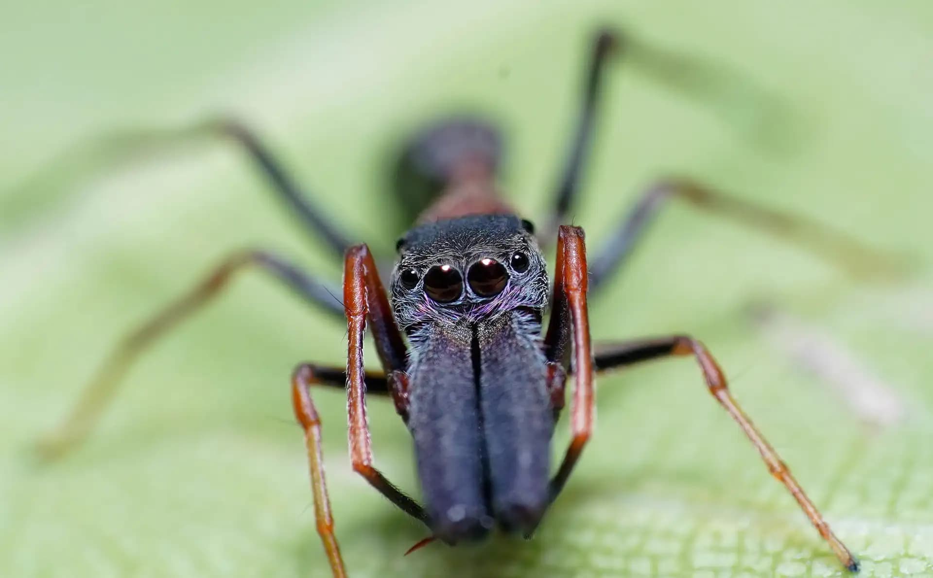 It is an interesting creature, the ant-spider. It looks like an ant.. If you look closer, I mean really really closer, you can see the the several eyes.. They blend in with the ants..