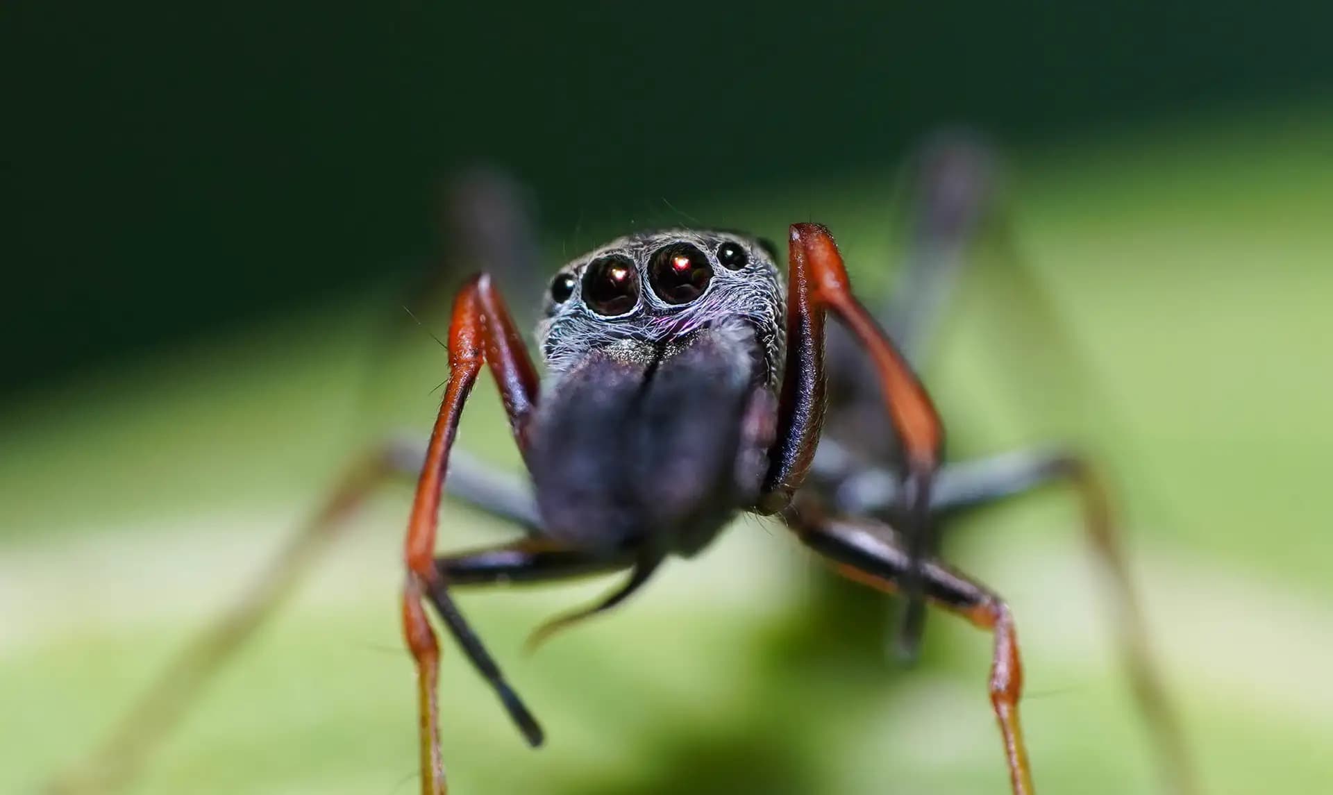 It is an interesting creature, the ant-spider. It looks like an ant.. If you look closer, I mean really really closer, you can see the the several eyes.. They blend in with the ants..