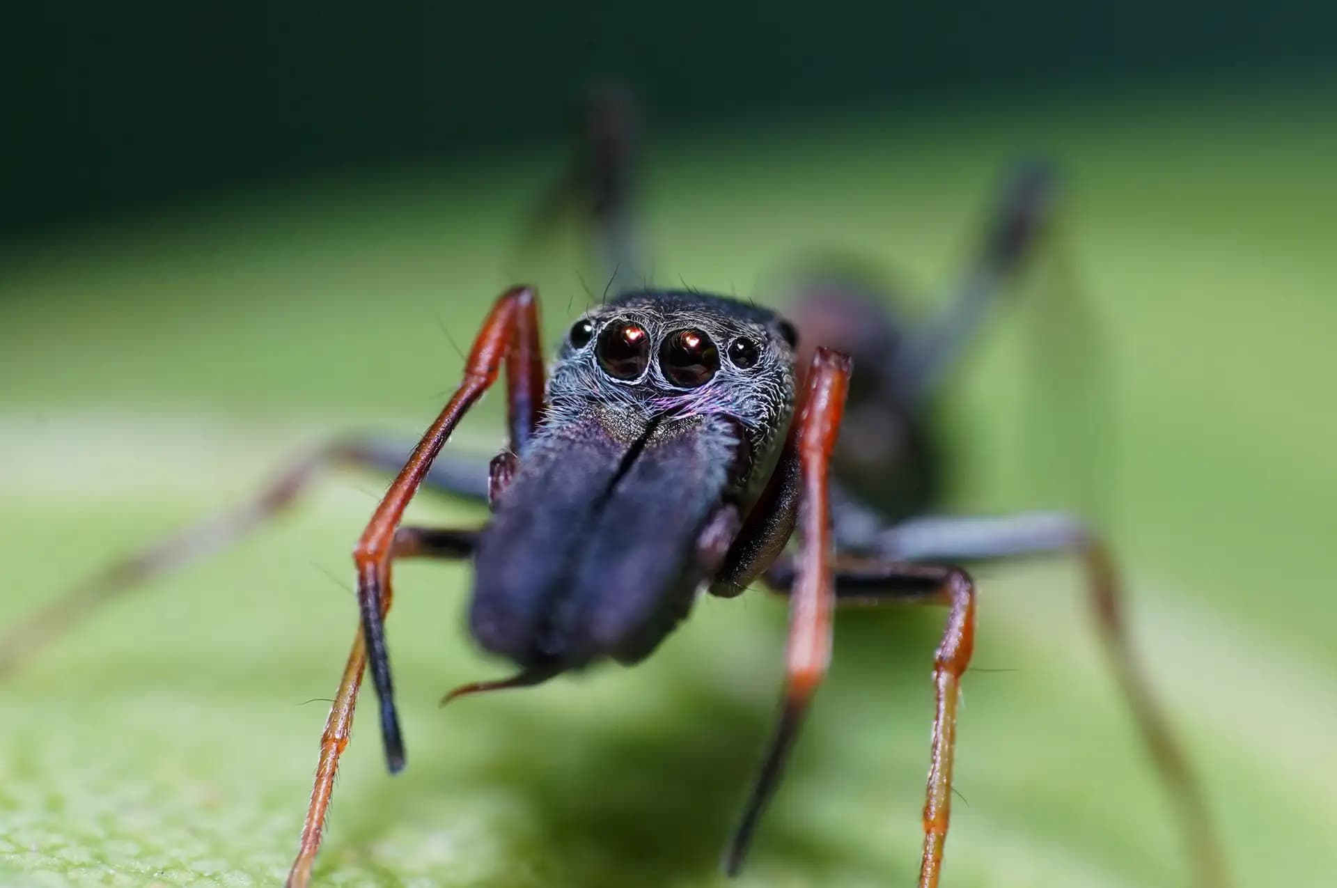 It is an interesting creature, the ant-spider. It looks like an ant.. If you look closer, I mean really really closer, you can see the the several eyes.. They blend in with the ants..