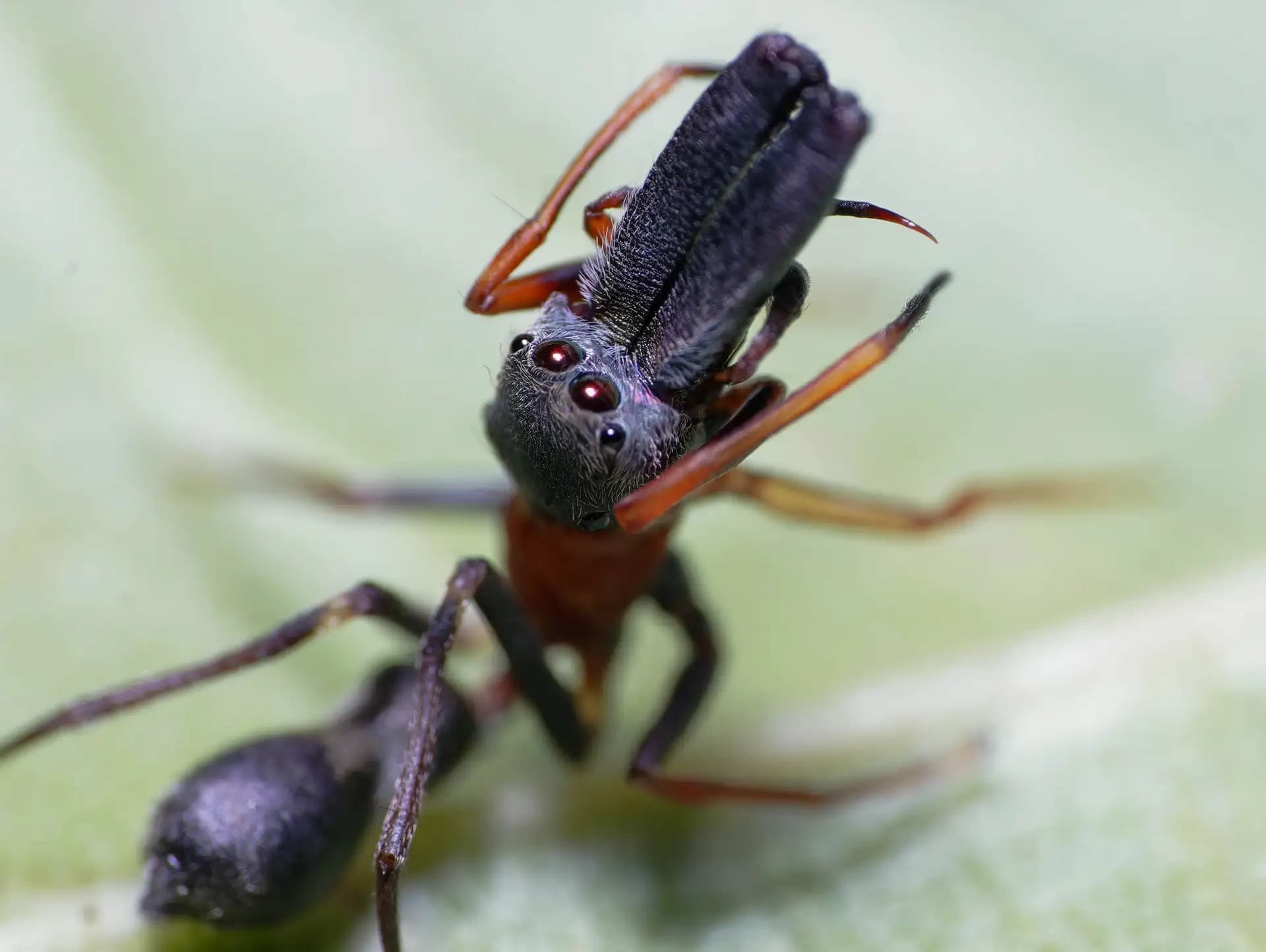 It is an interesting creature, the ant-spider. It looks like an ant.. If you look closer, I mean really really closer, you can see the the several eyes.. They blend in with the ants..