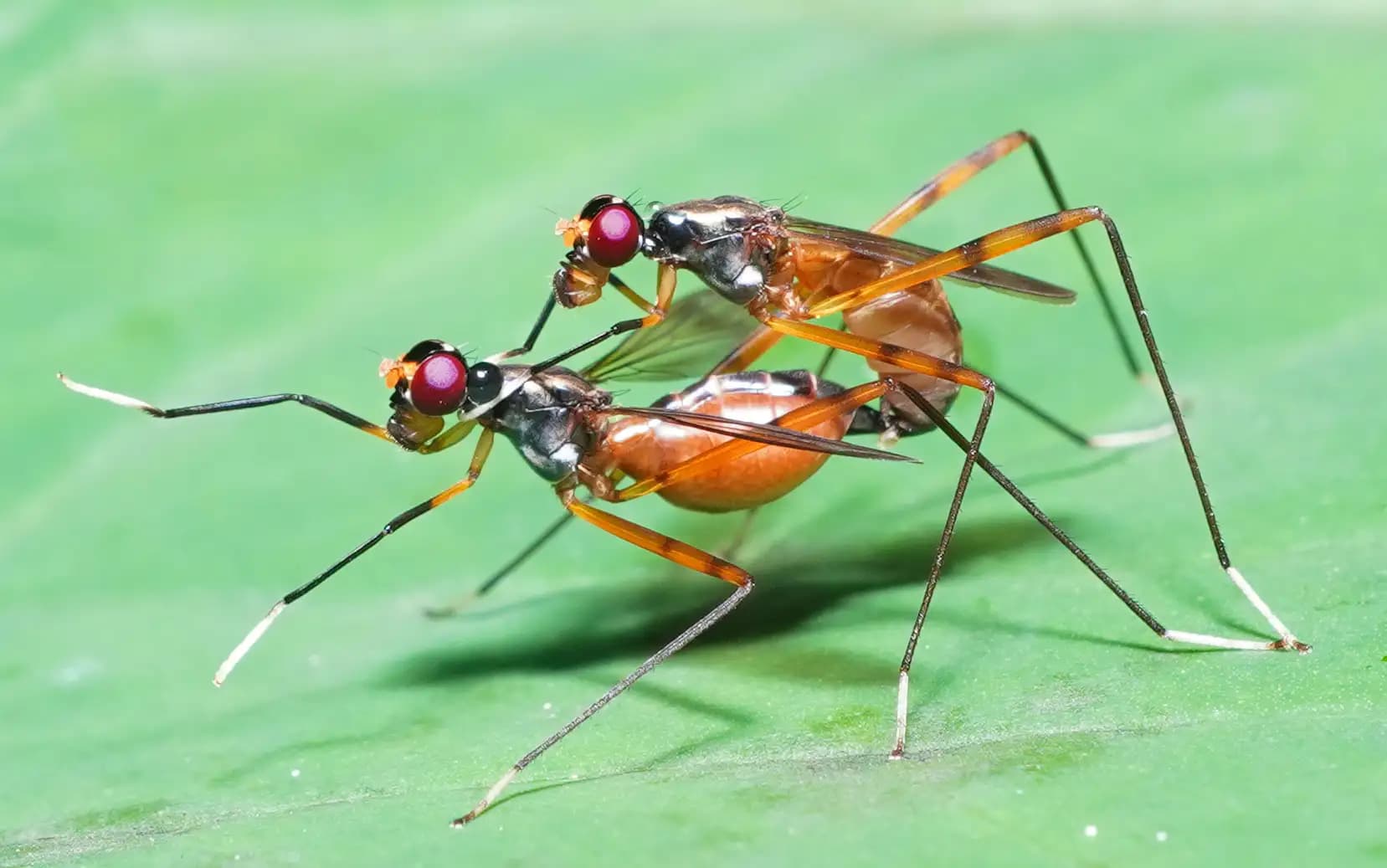 Two parasitic wasps were mating..