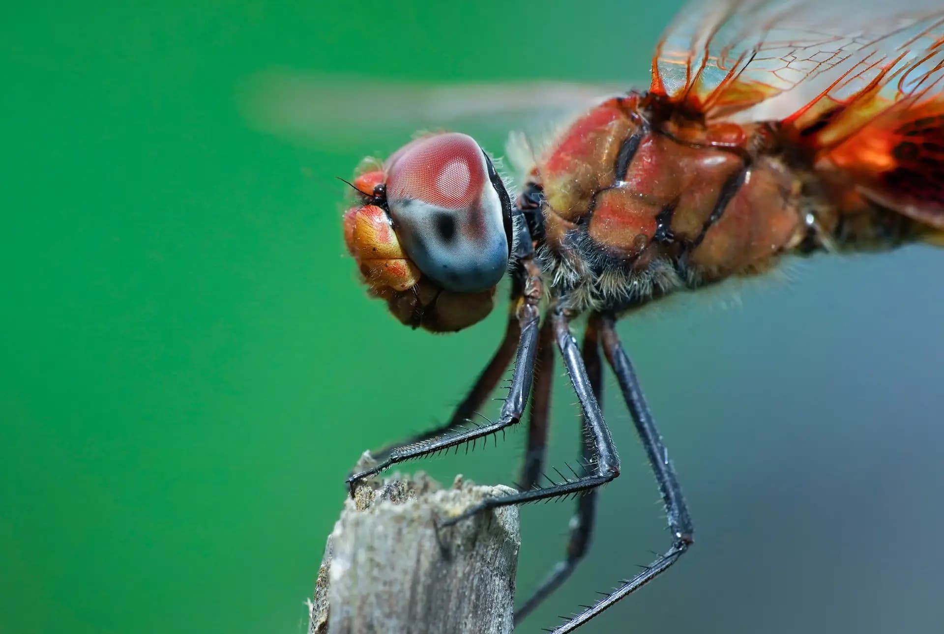Red dragonflies are hard to photograph. Once I got the chance to photograph one.
