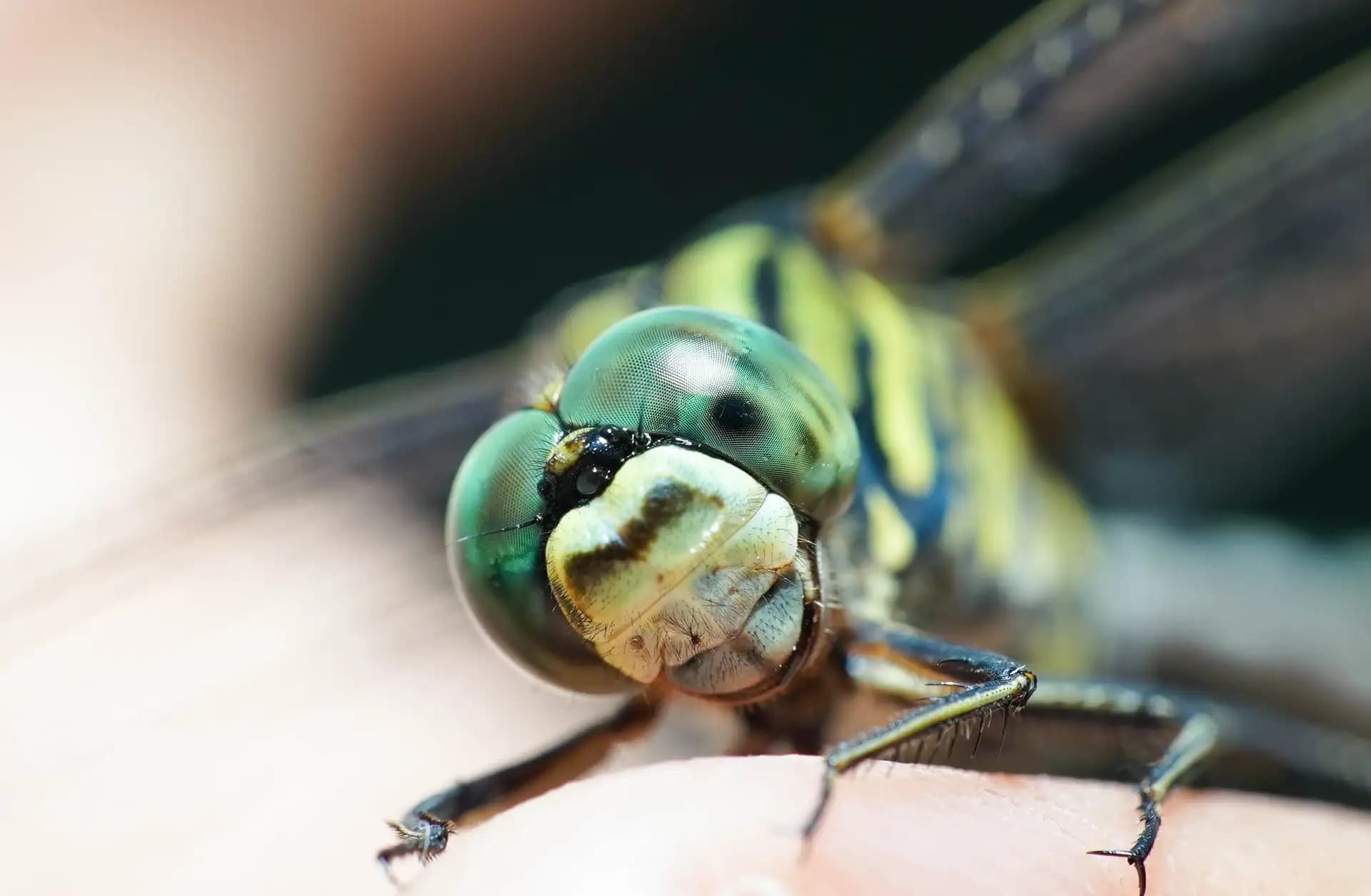 This little dragonfly sat on my hand for almost 5 minutes. I took photos by one hand, went live on Facebook. It didn't mind.