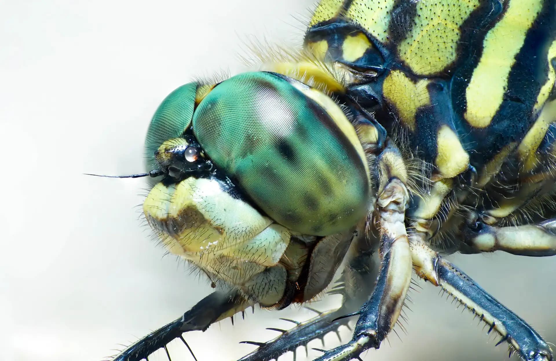 This little dragonfly sat on my hand for almost 5 minutes. I took photos by one hand, went live on Facebook. It didn't mind.
