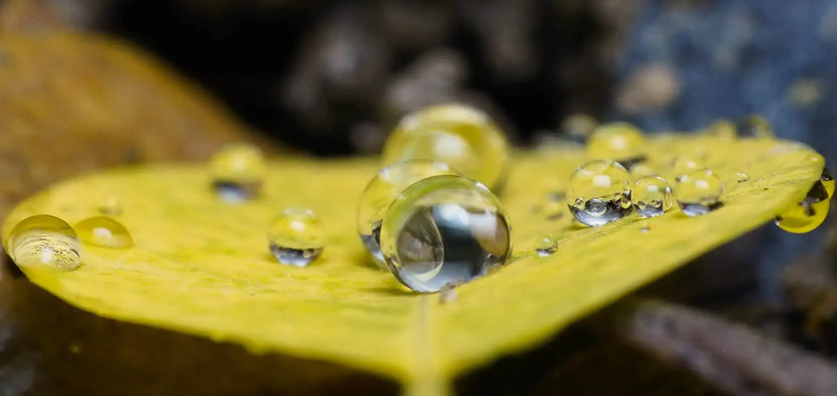 I took my camera and went to our garden just after rain to get some shots. Found the droplets on the leaf very interesting.