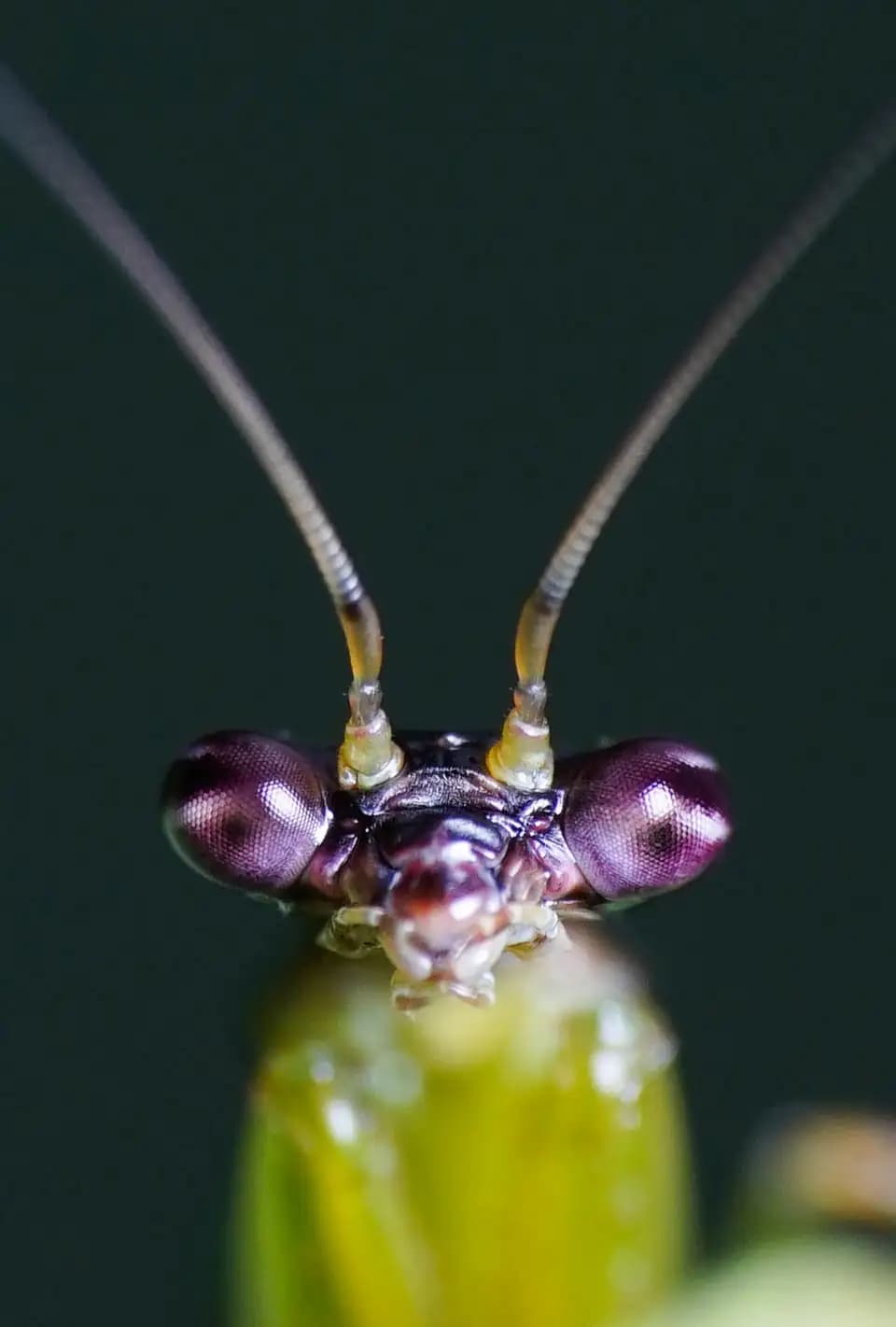 The praying mantis was looking sharply at me..