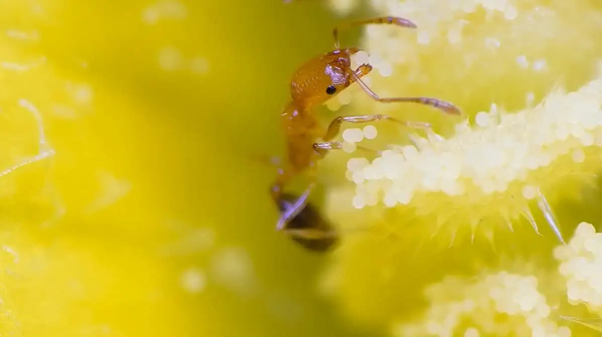 The ant was having it's lunch.
