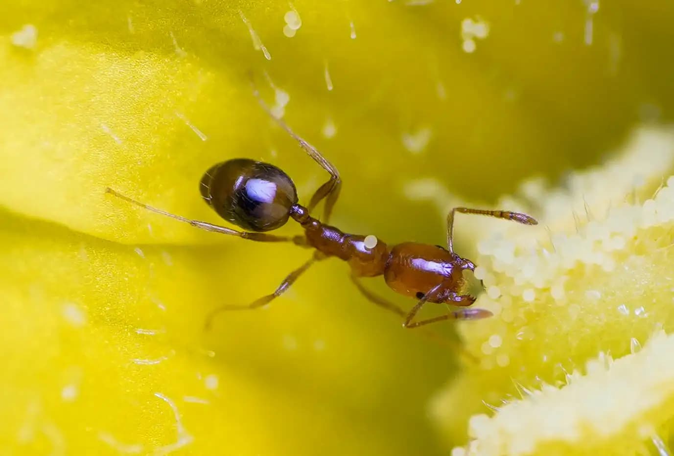 The ant was having it's lunch.