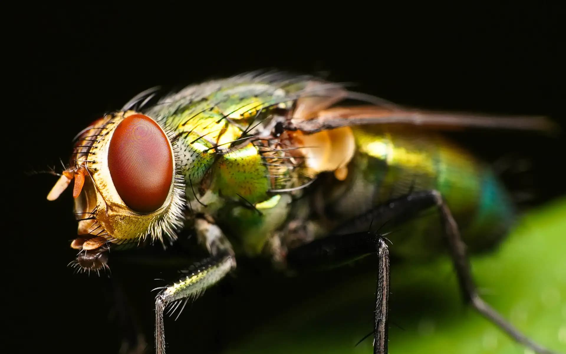 The green bottle fly was posing for a photo..