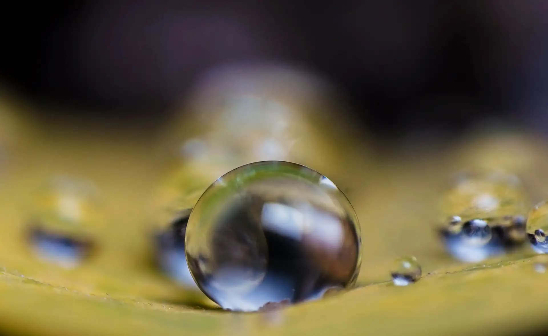 I took my camera and went to our garden just after rain to get some shots. Found the droplets on the leaf very interesting.