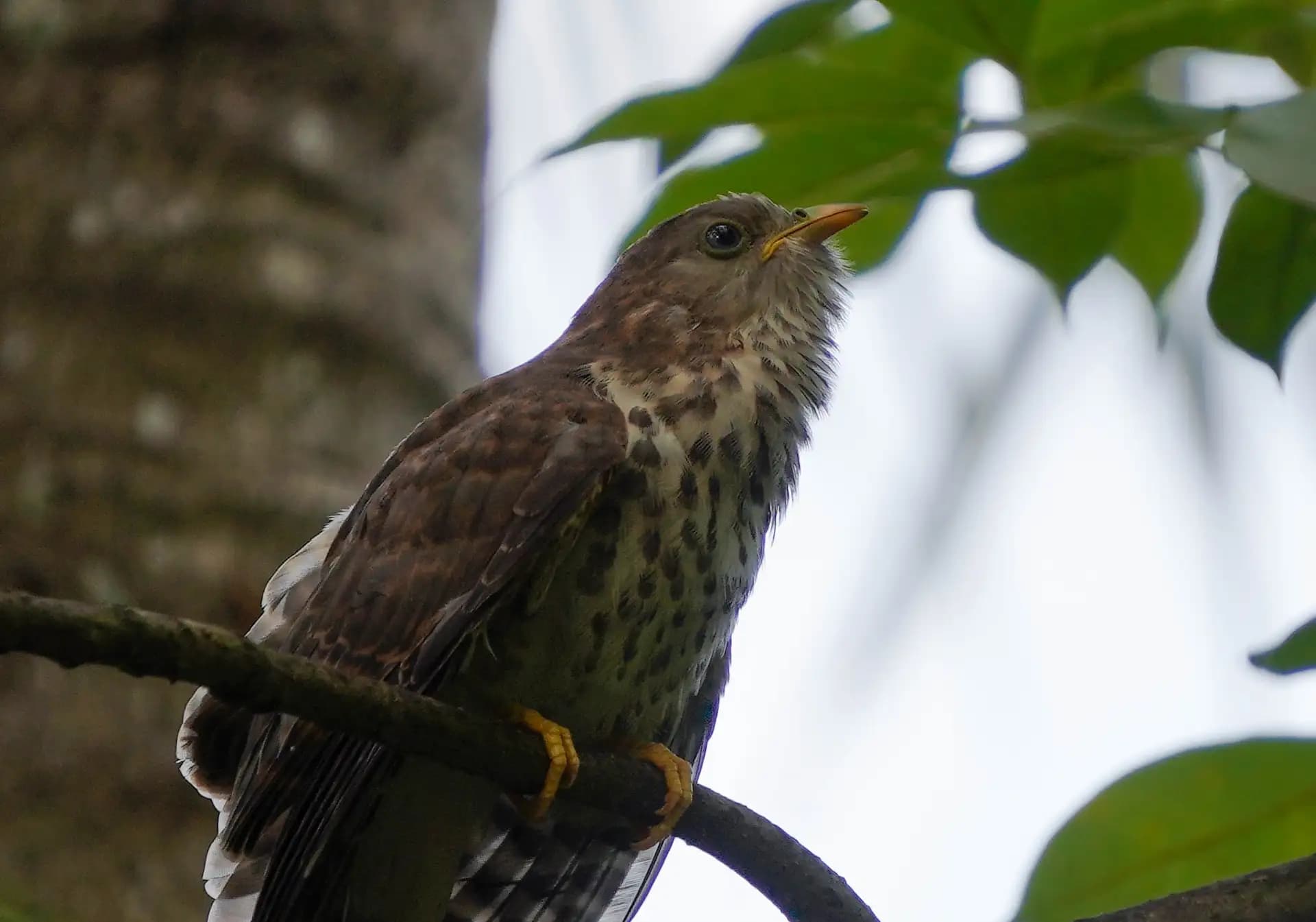 This bird was injured. It couldn't fly properly. All the jungle babblers in that area were feeding it like a baby bird