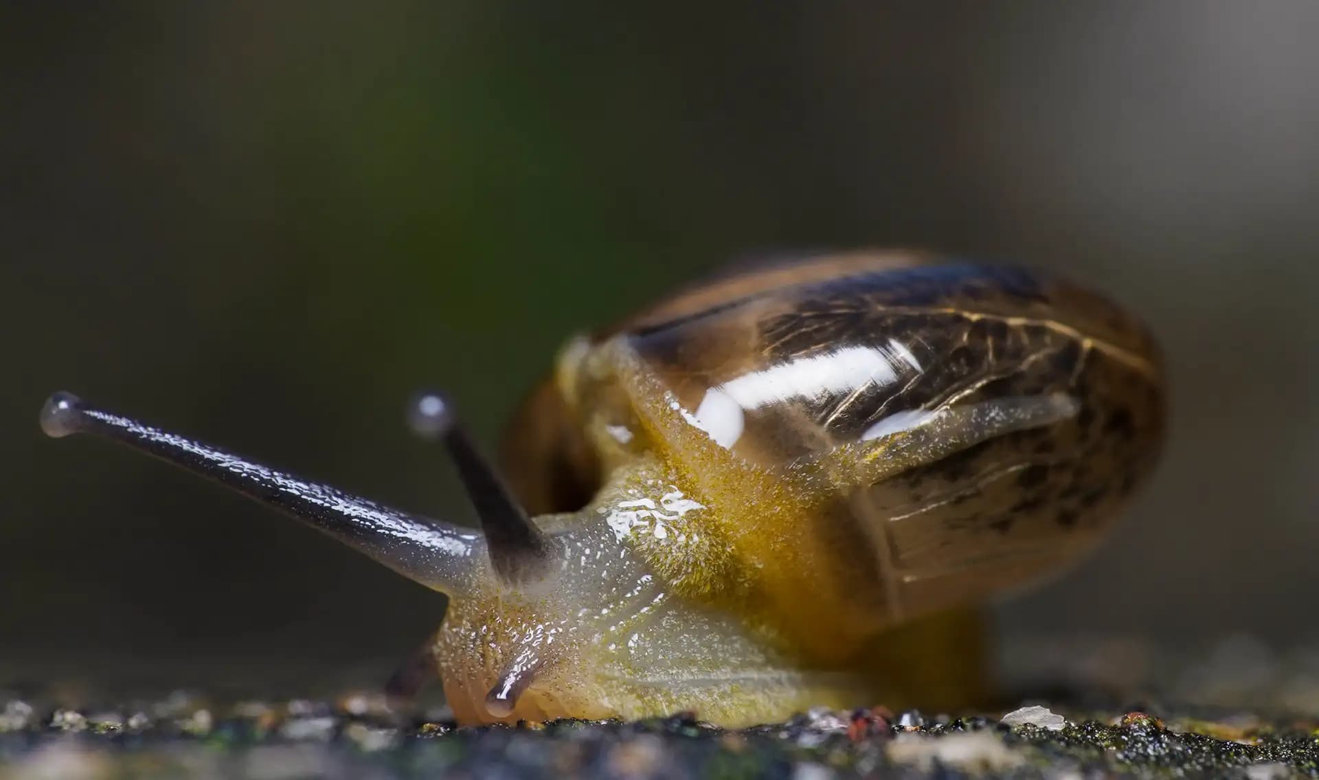 The snail was moving on our boundary wall. It was generous of it to gave me enough time to shot come pictures..