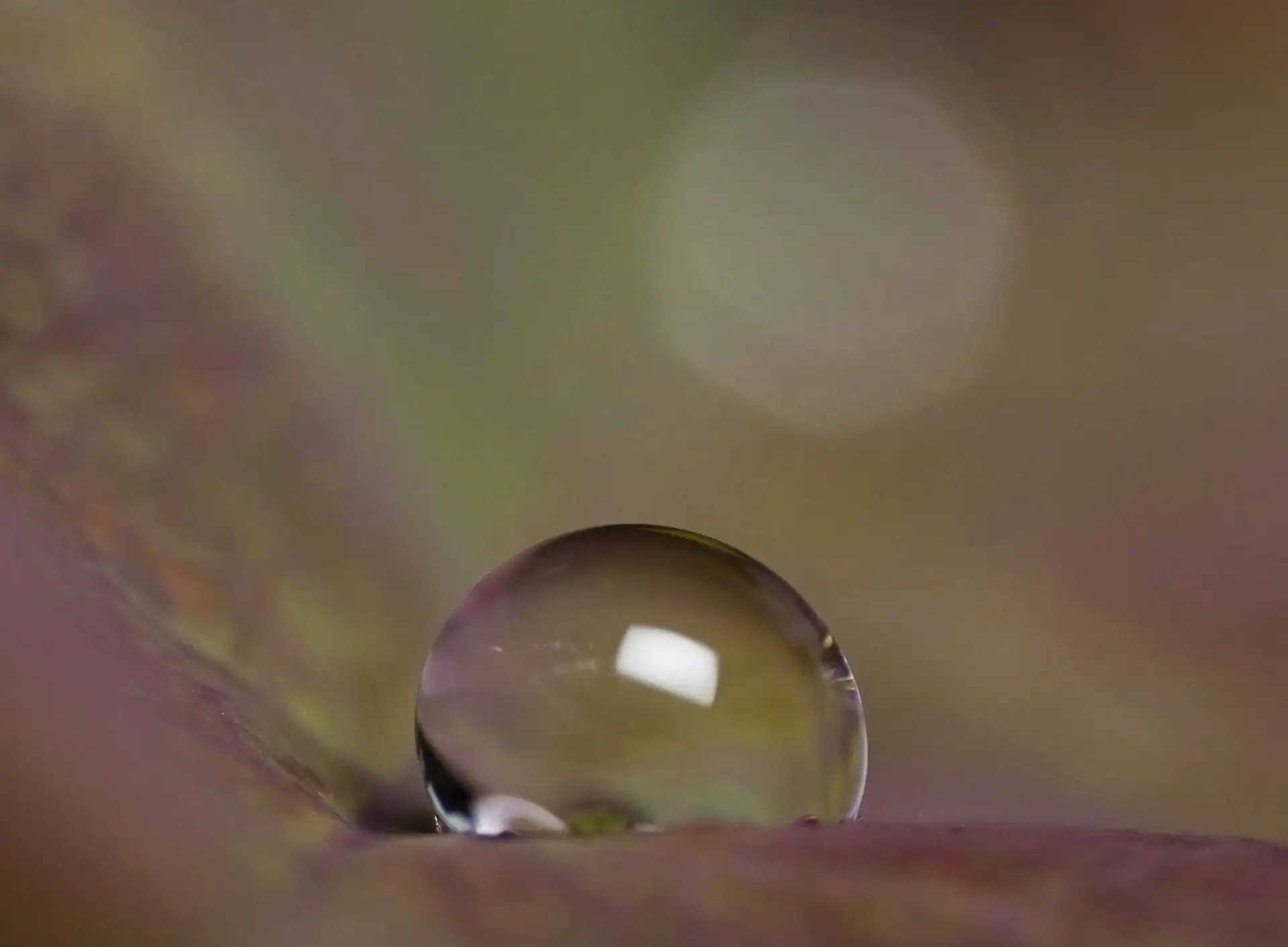 Raindrop on a rose leaf..