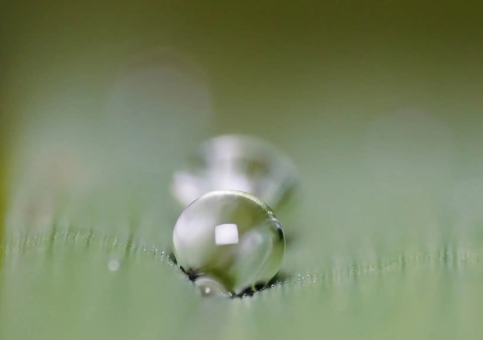 Raindrop on a rose leaf..