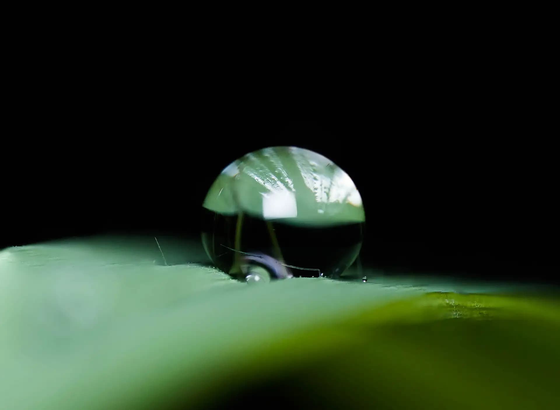 Raindrop on a rose leaf..