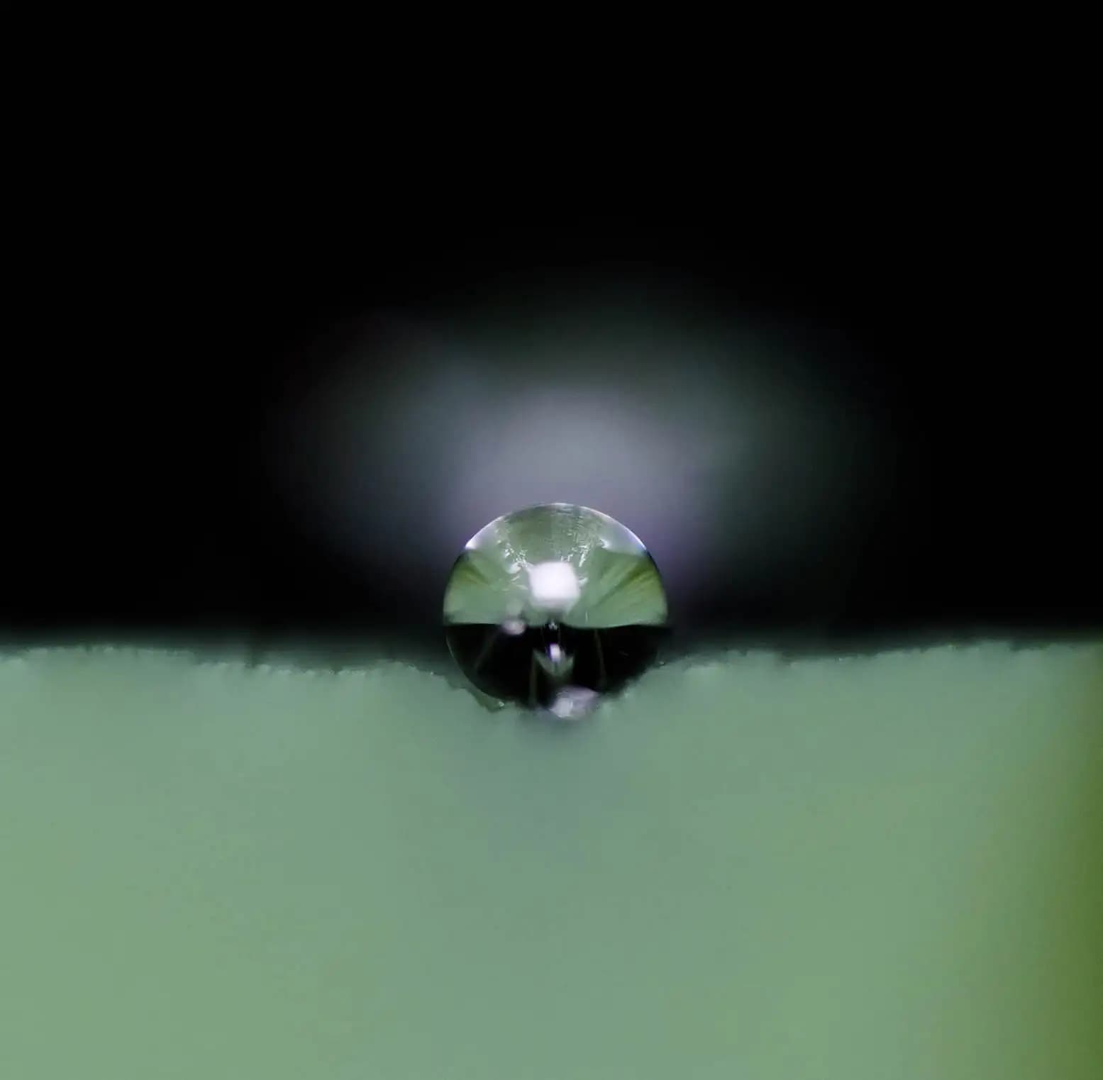 Raindrop on a rose leaf..