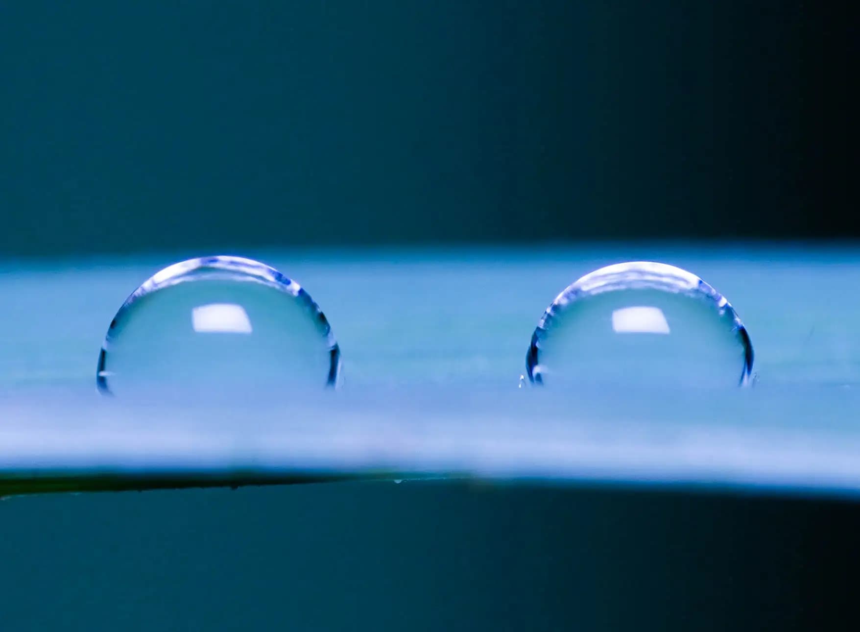 Raindrop on a rose leaf..