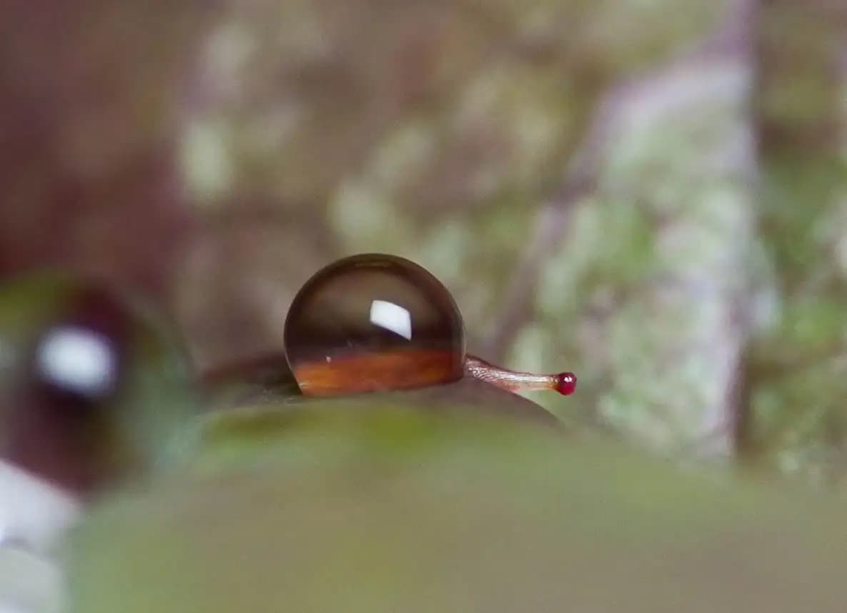 It was a water droplet on a rose leaf. From a certain angle, it looked like a snail..