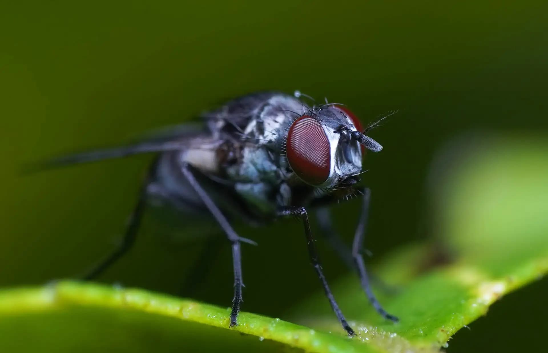 The fly was posing for a photo..