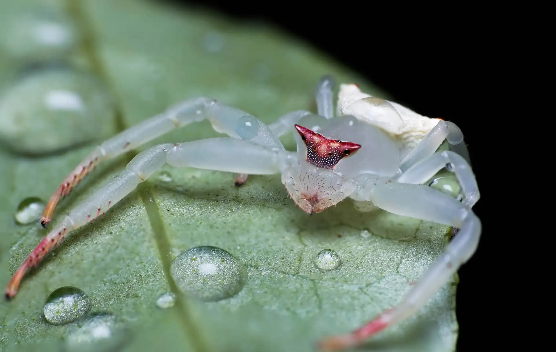 Thomisus onustus or the crab spider. It looks white normally, but when you look closer, you will see it's semi transparent. It looks so cool!!