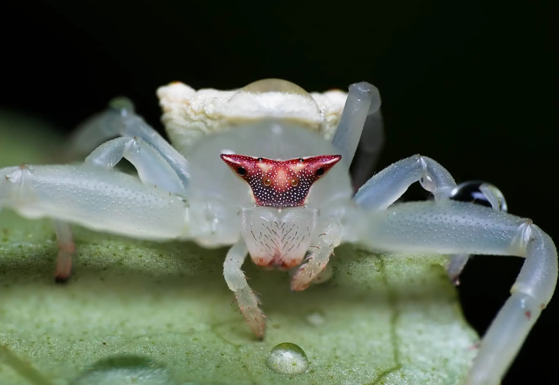 Thomisus onustus or the crab spider. It looks white normally, but when you look closer, you will see it's semi transparent. Just look at the look it was giving me!! It was the last shot I captured before it jumped on my camera and I lost my shit!! 😂
