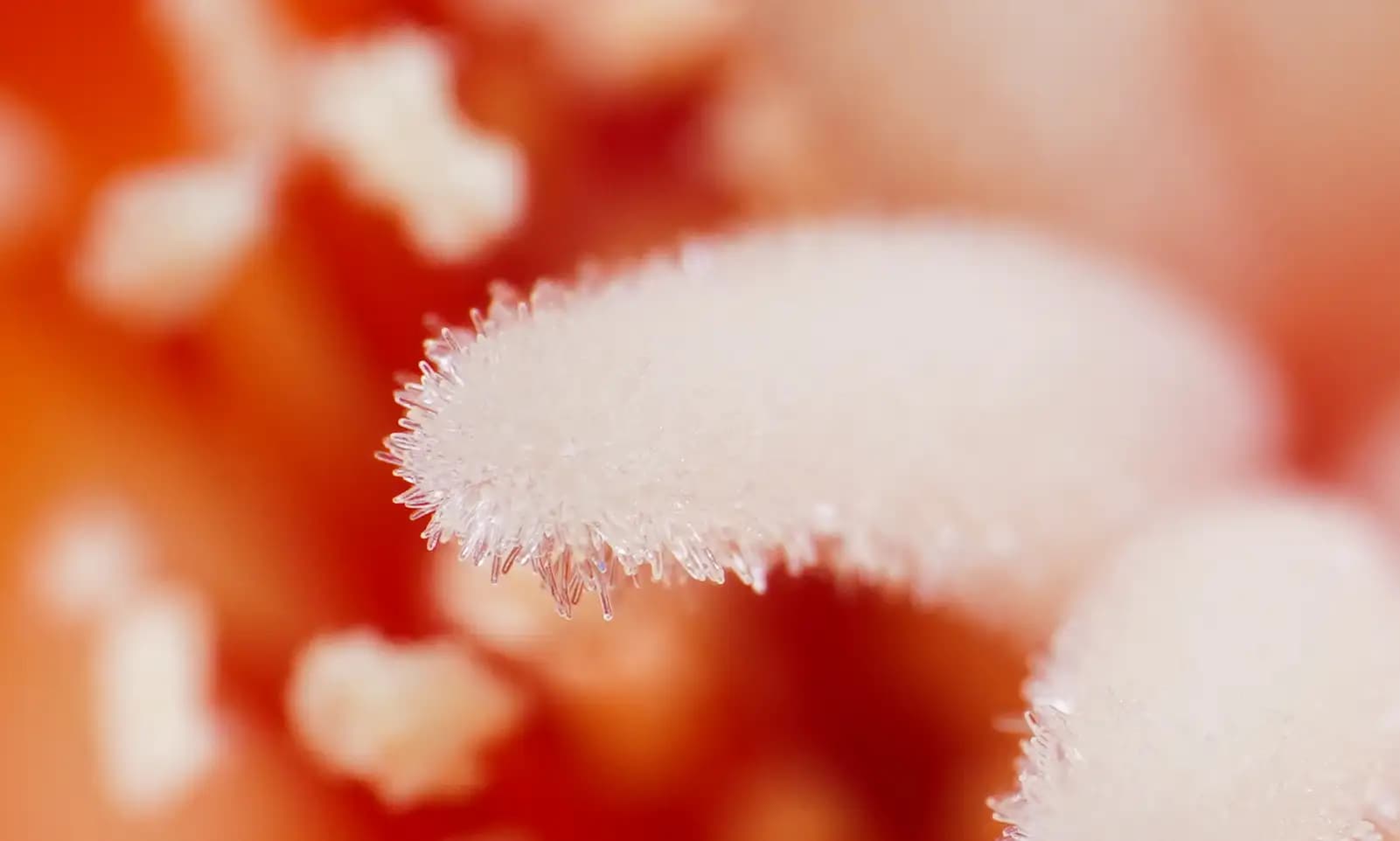 Closeup of the stigma of rose cactus..