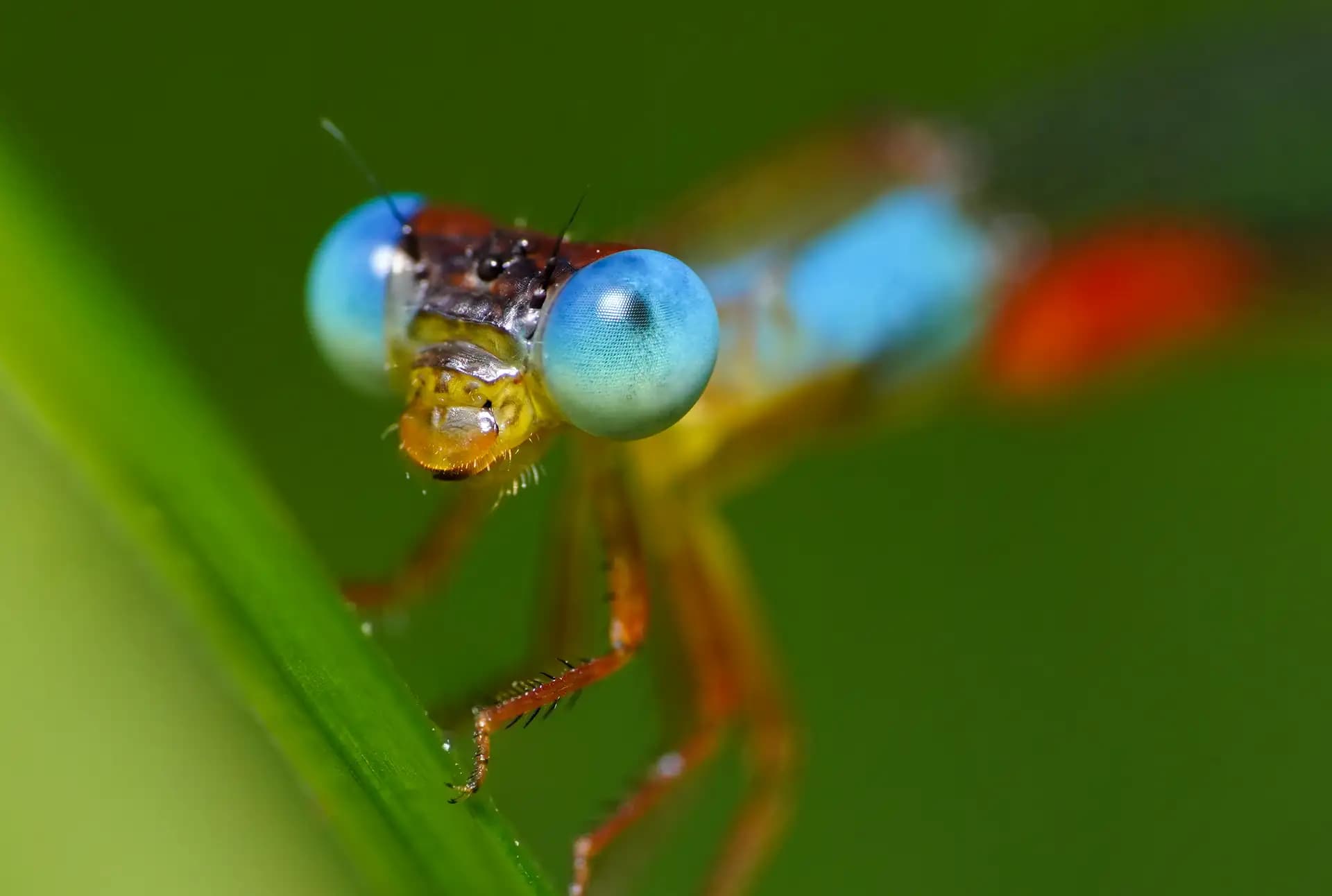 A beautiful damselfy posing for a photo..
