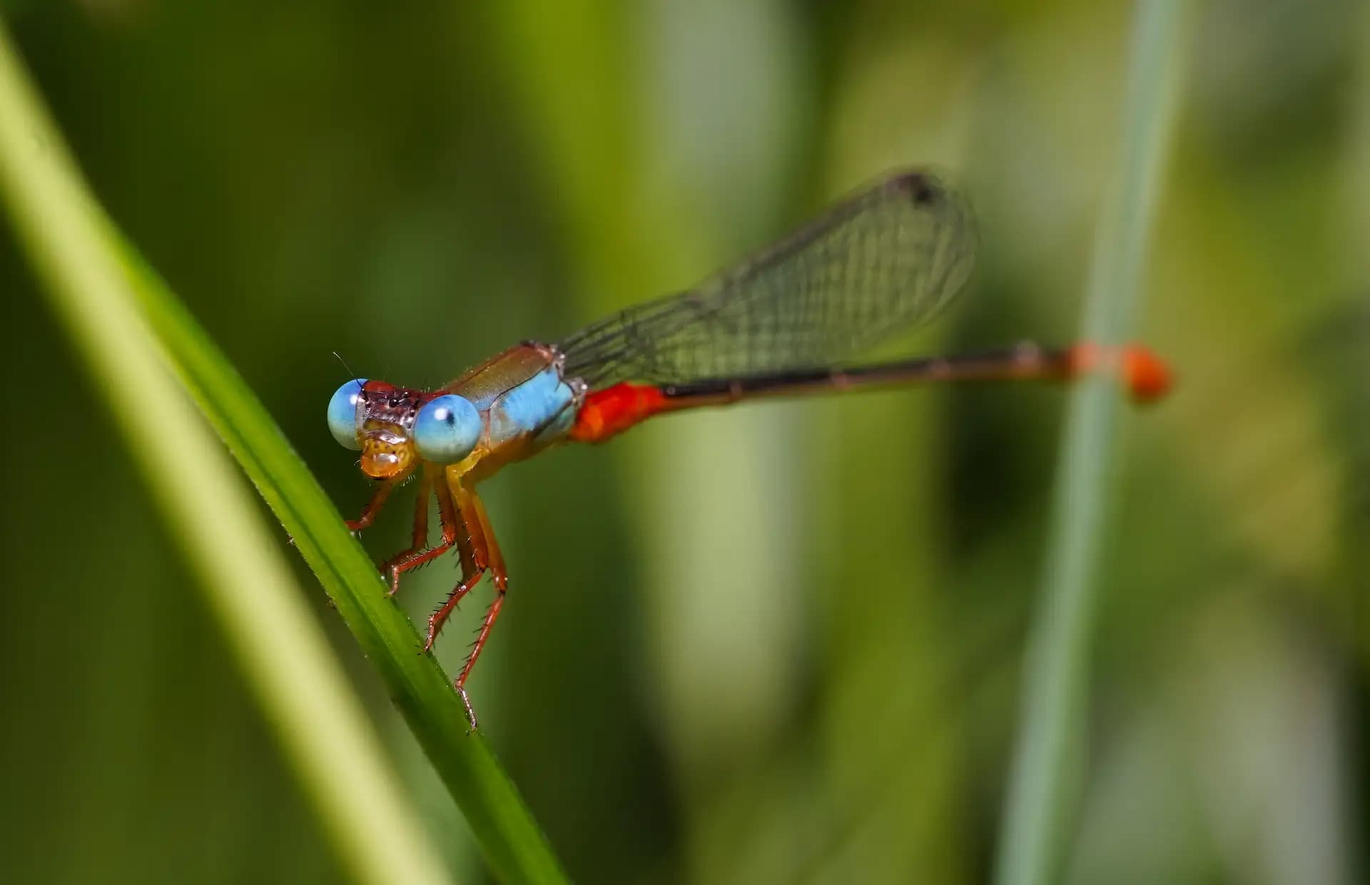 A beautiful damselfy posing for a photo..