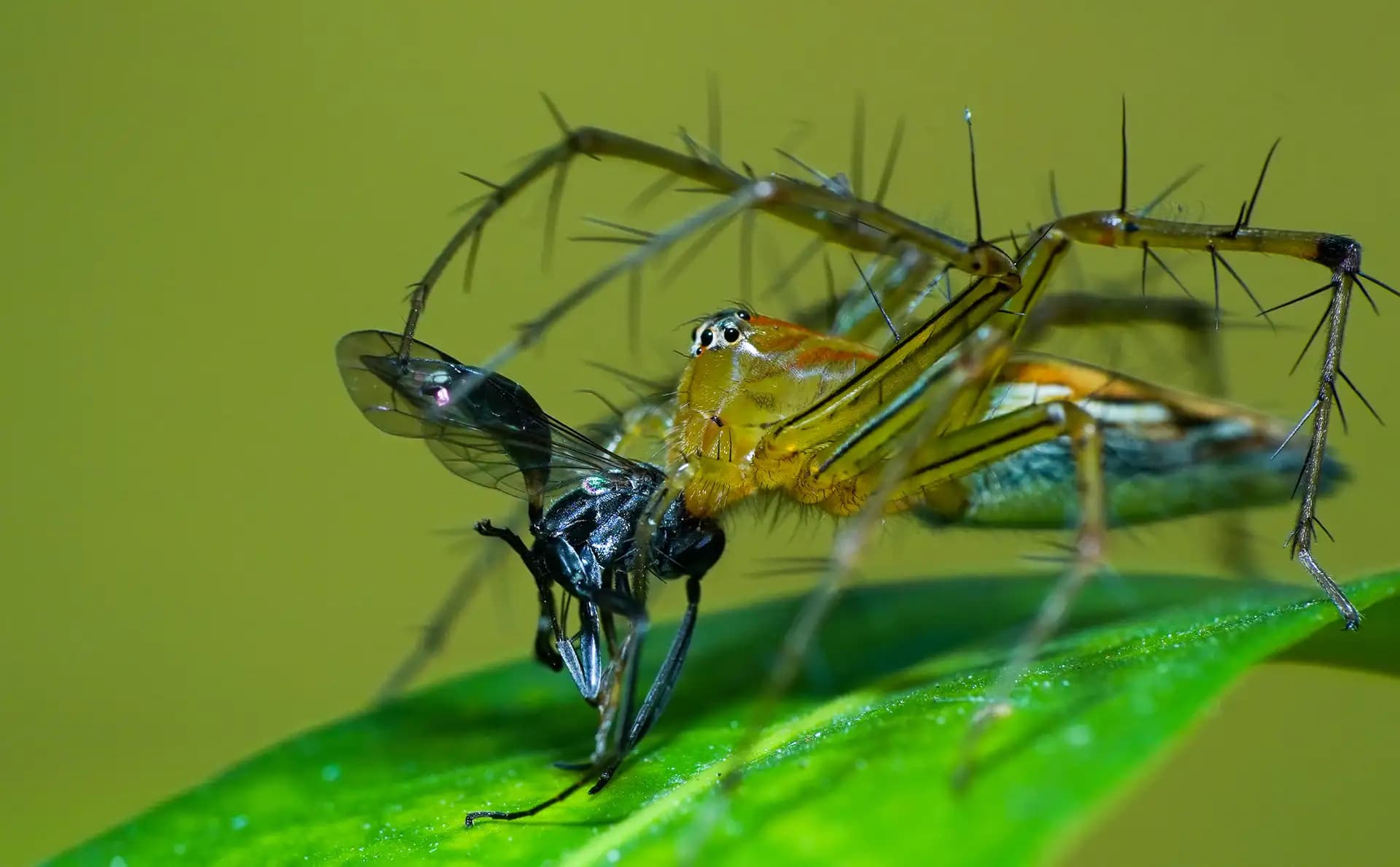The Lynx spider was was in a hunting mode that time.