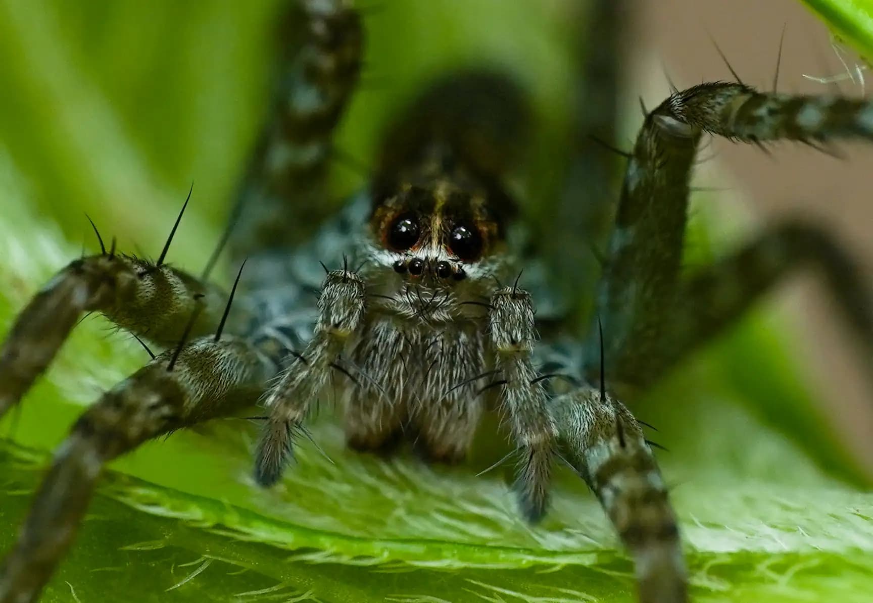This cute spider, Pardosa milvina, was playing hide and seek with me.