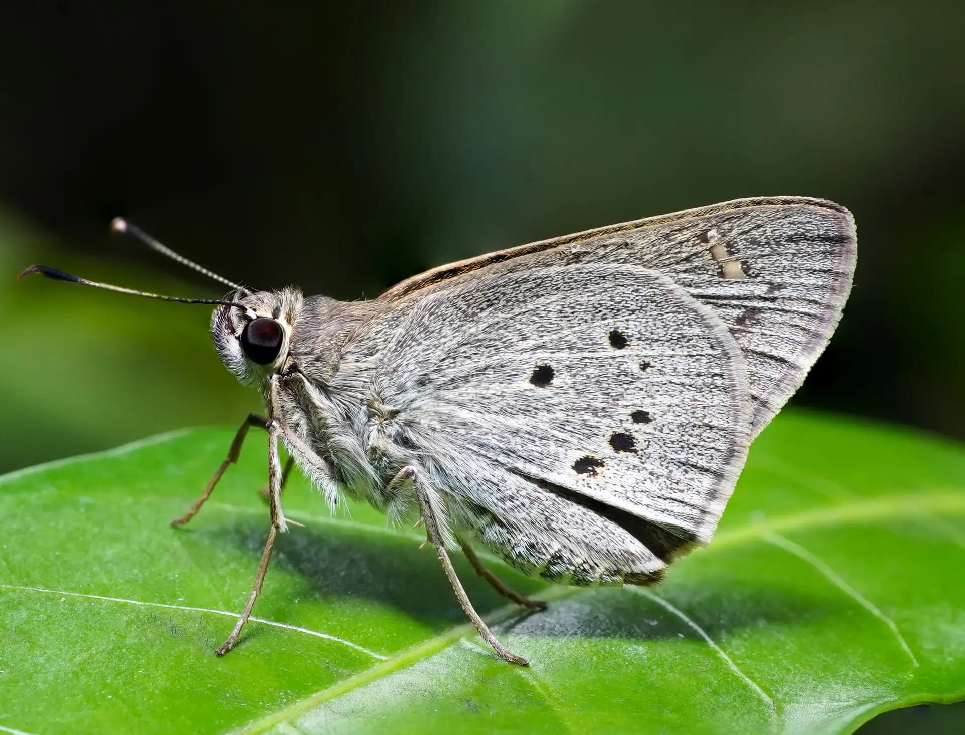 A beautiful moth, Suastus gremius, was posing for a photo..
