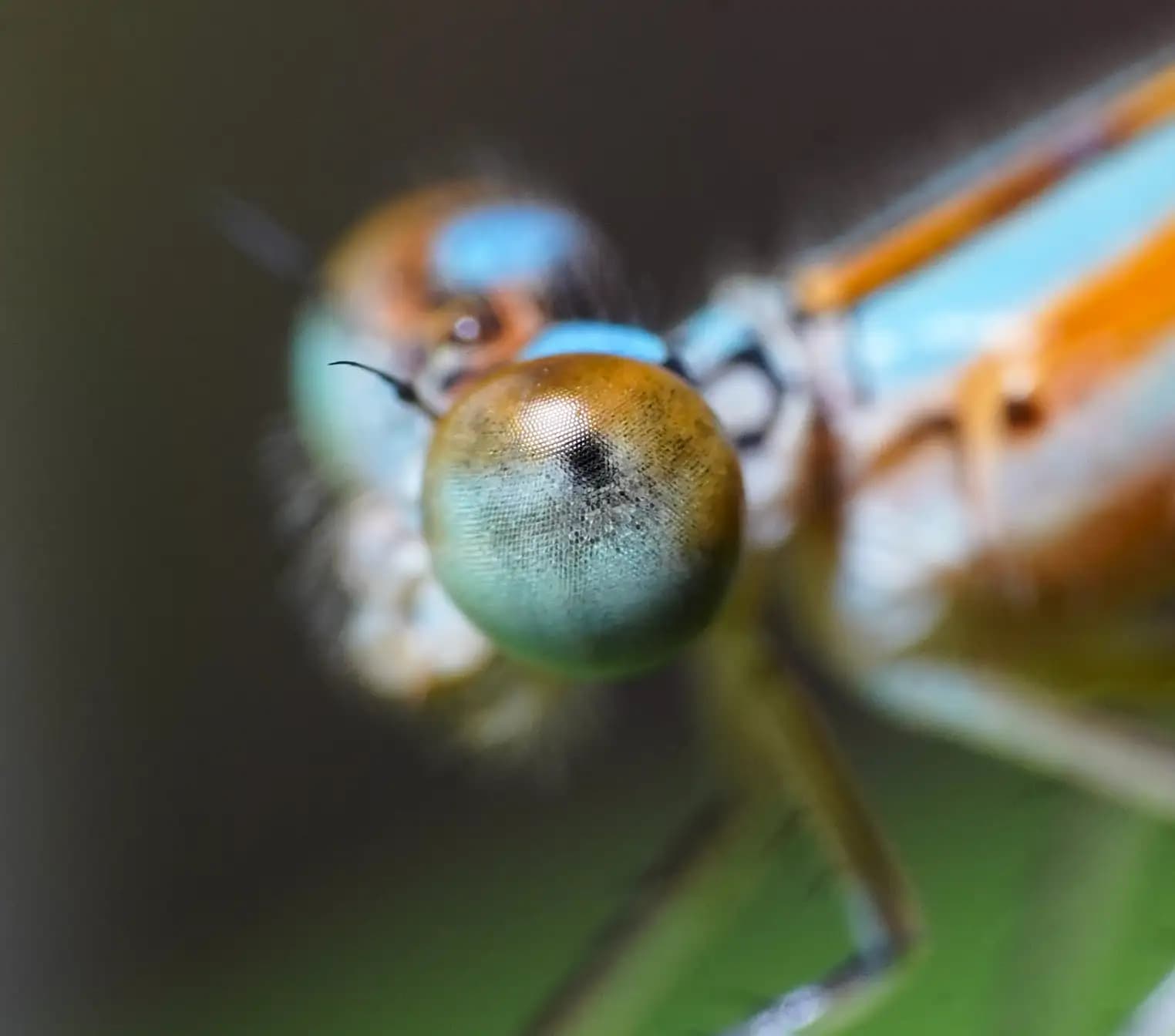 Super close up of the eye of a damselfly.