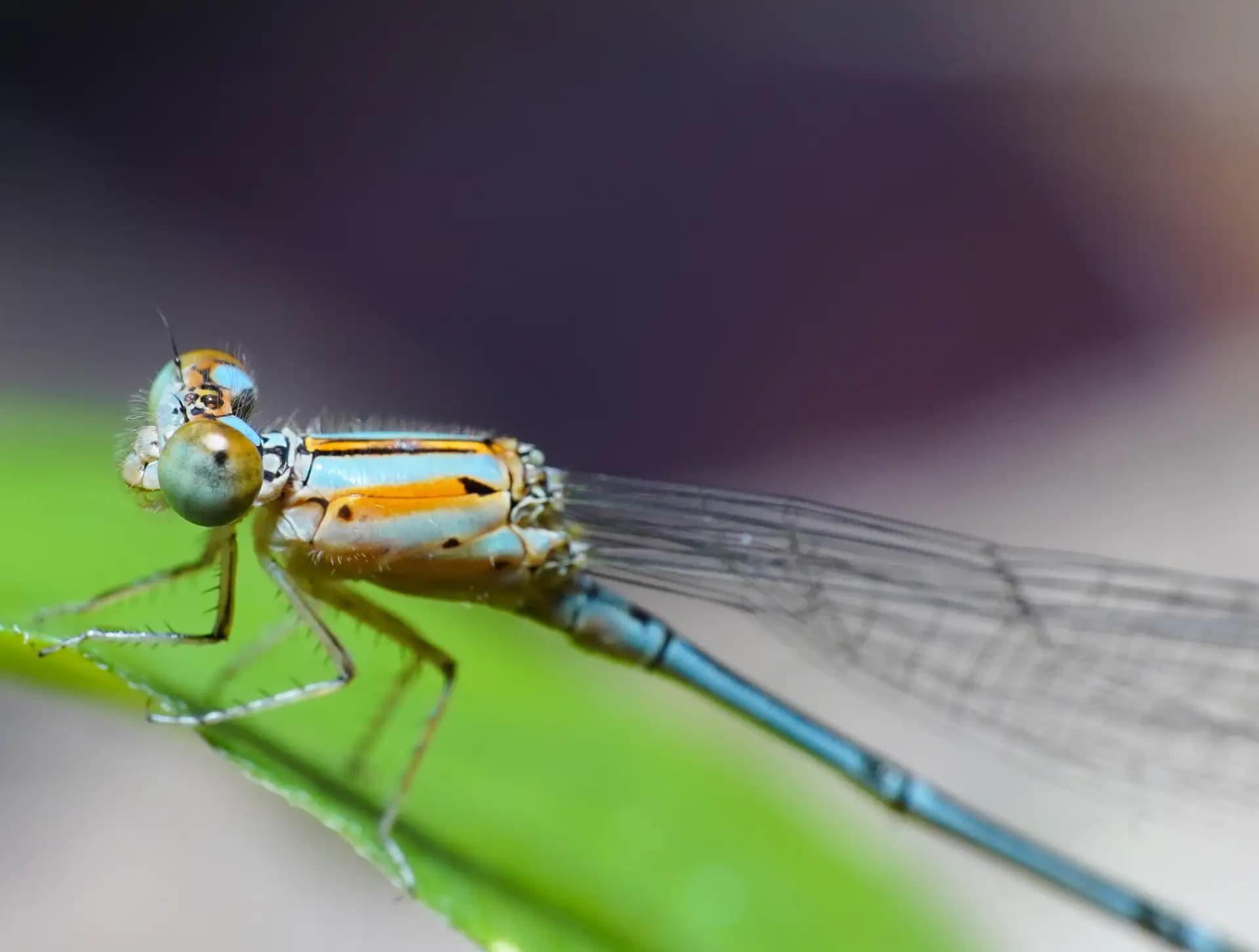 A beautiful damselfly posing for a photo..