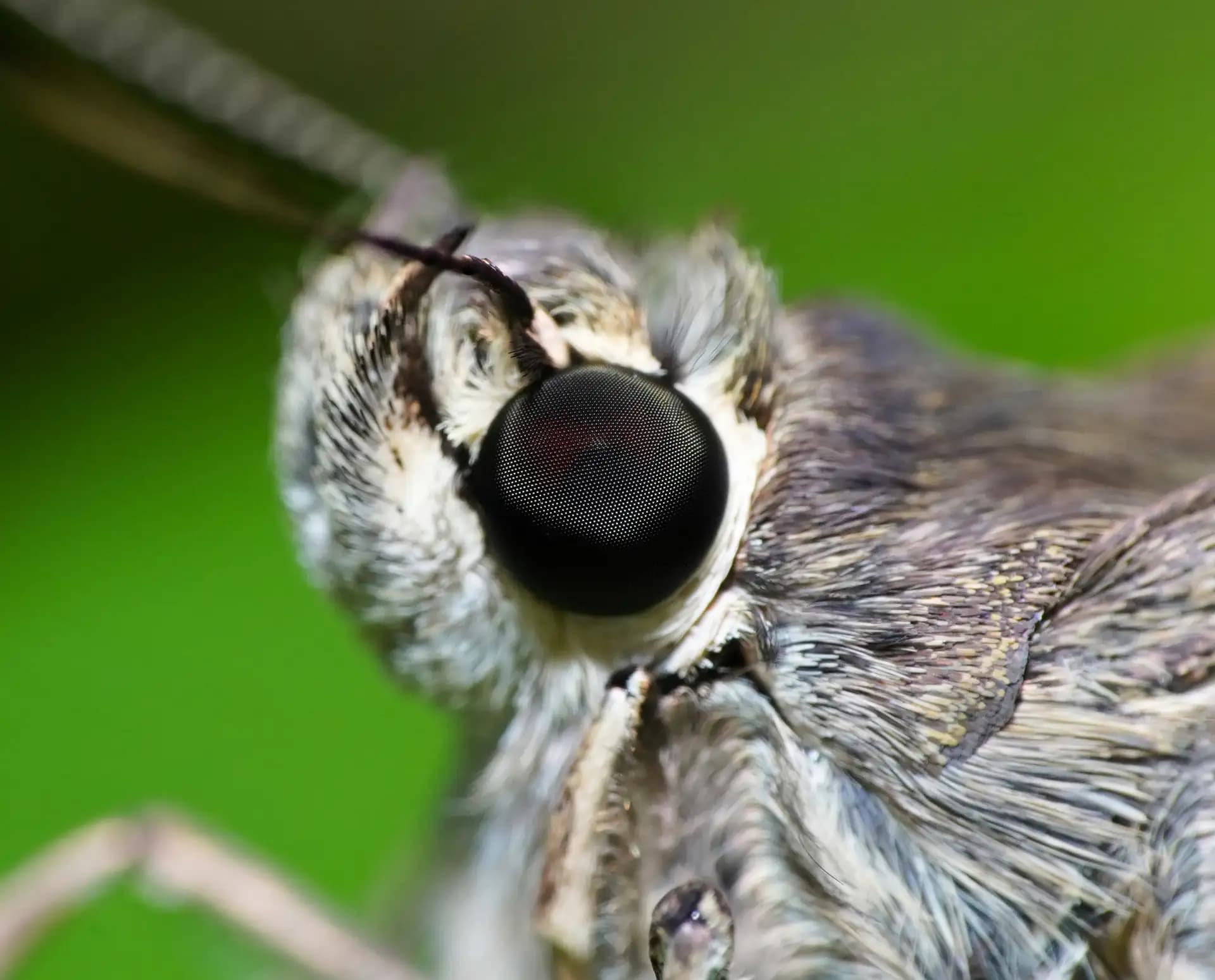 Super close up of the eye of a moth.