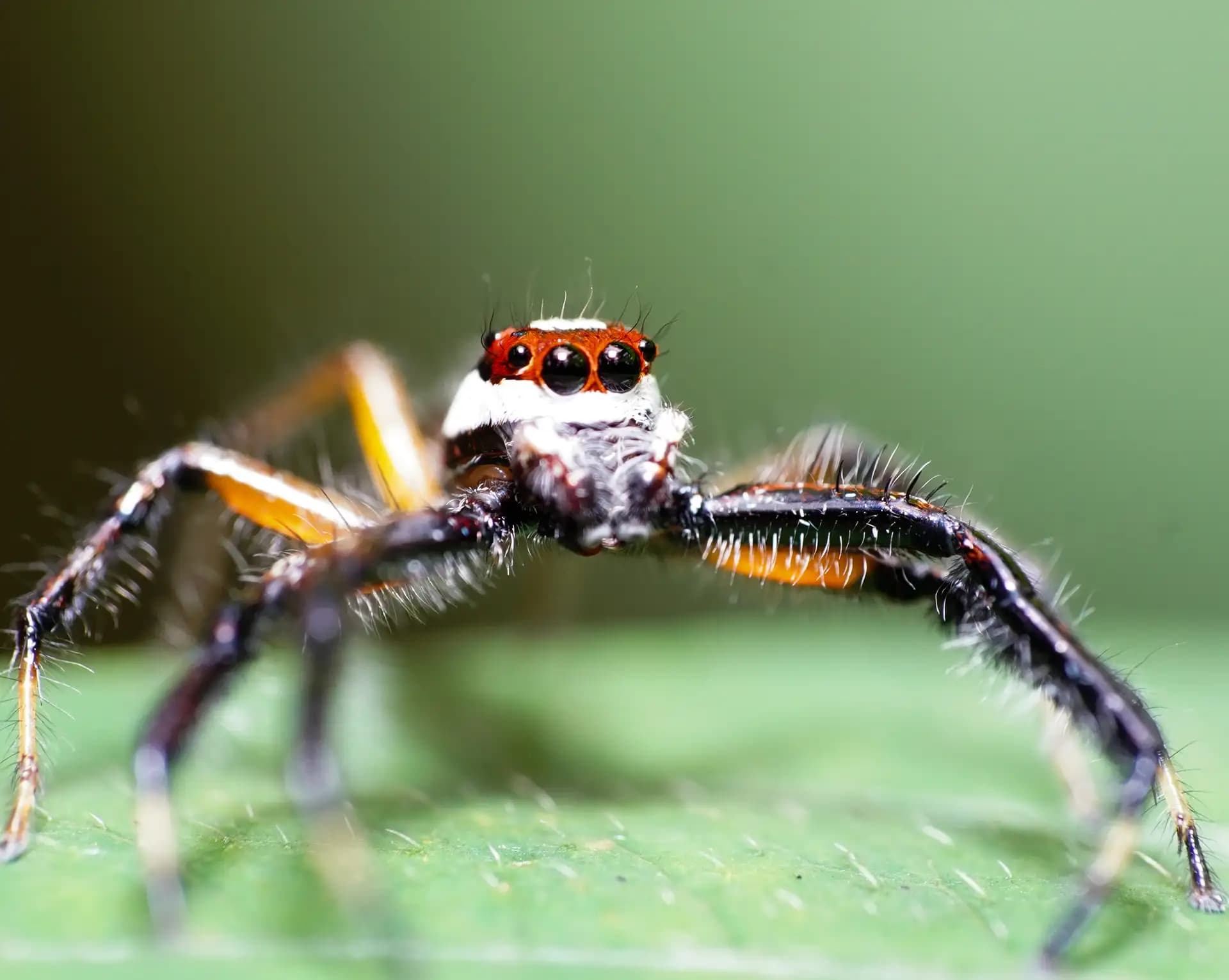 A colorful spider posing for a photo..