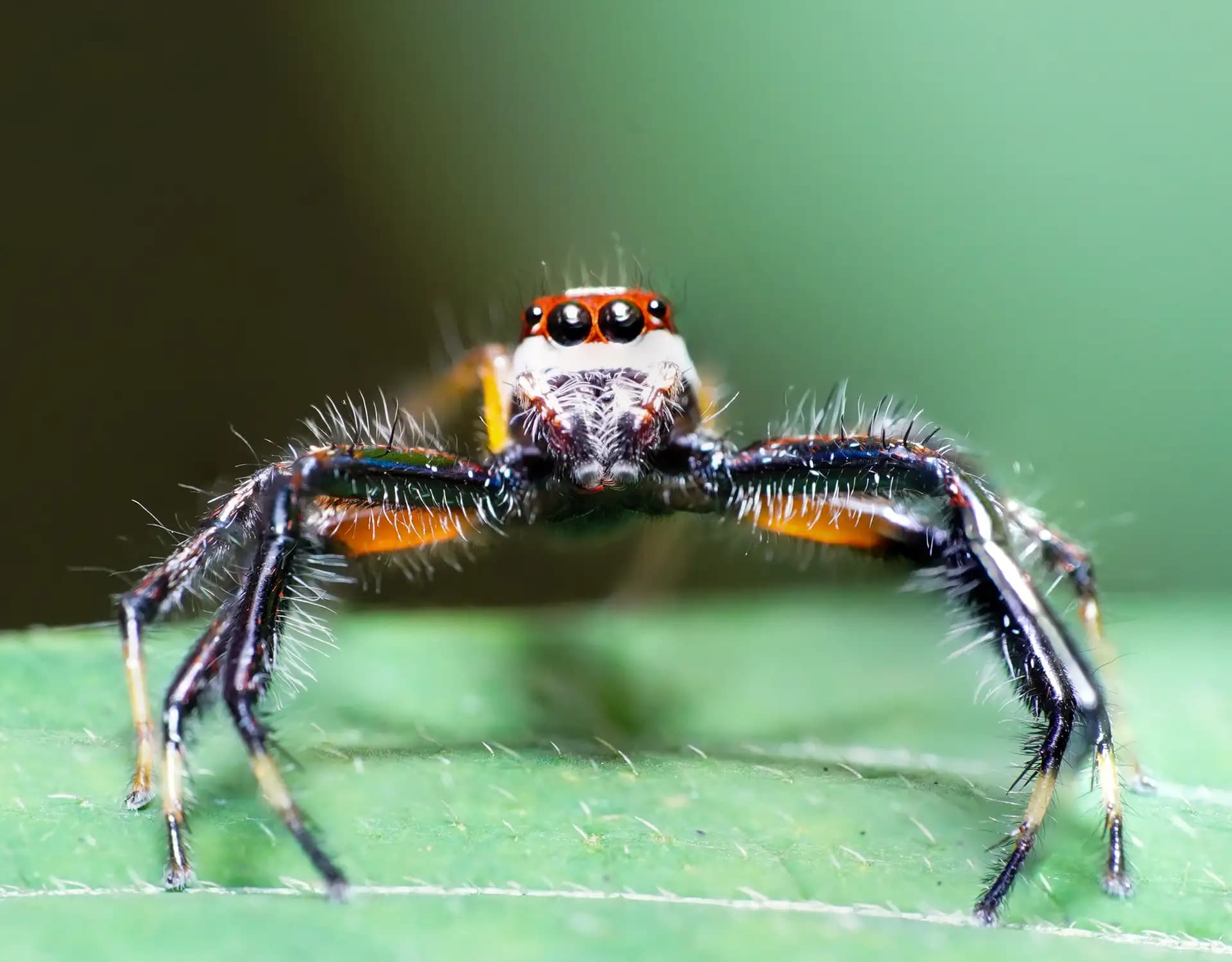 A colorful spider posing for a photo..