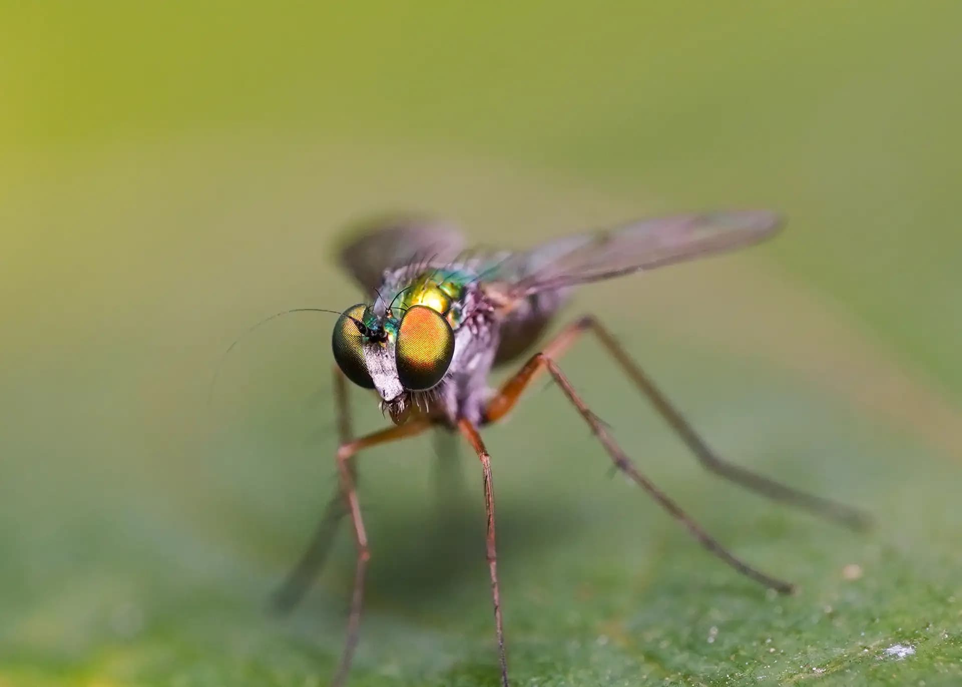 A fly with colourful eyes posing for a photo..