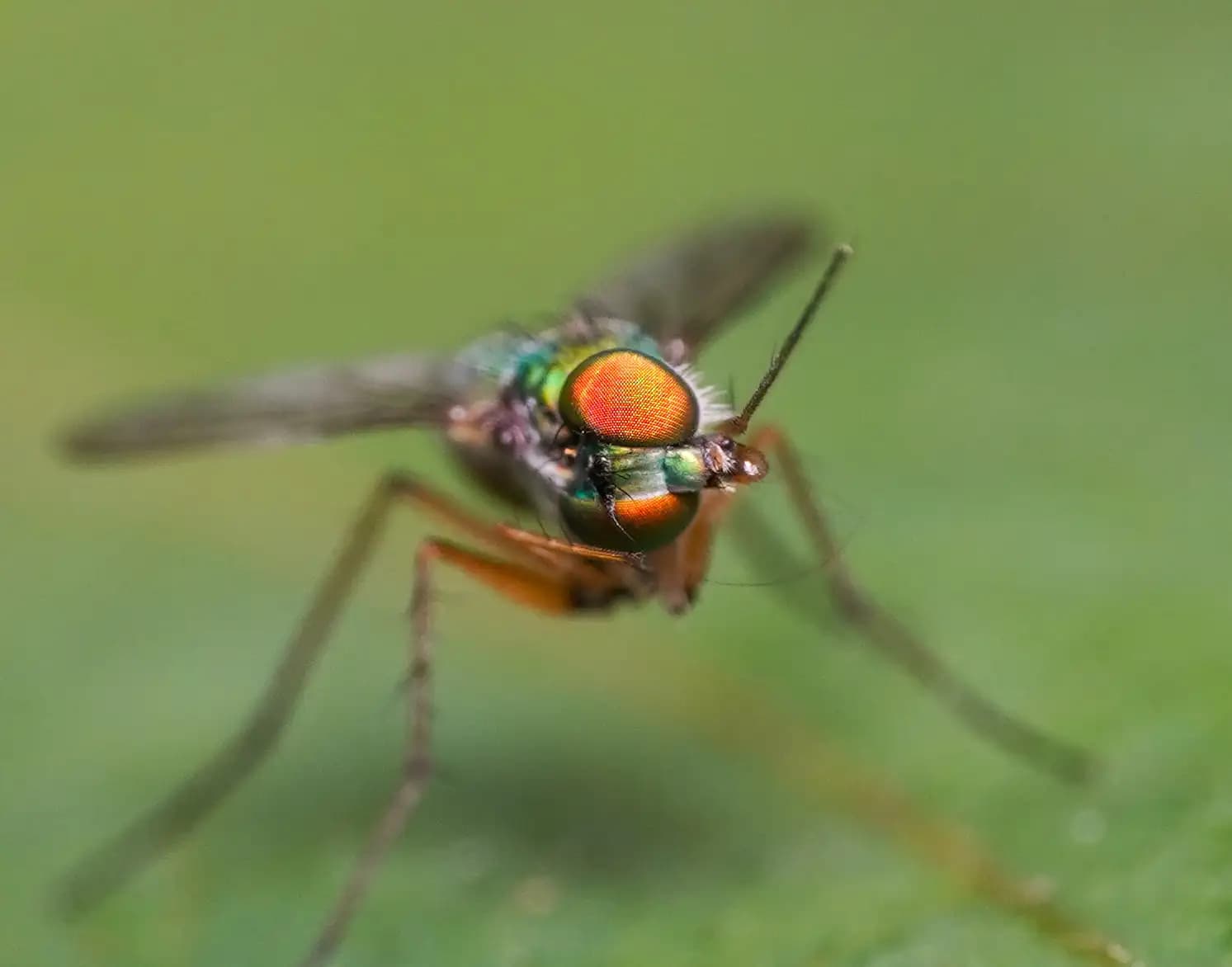 A fly with colourful eyes posing for a photo..