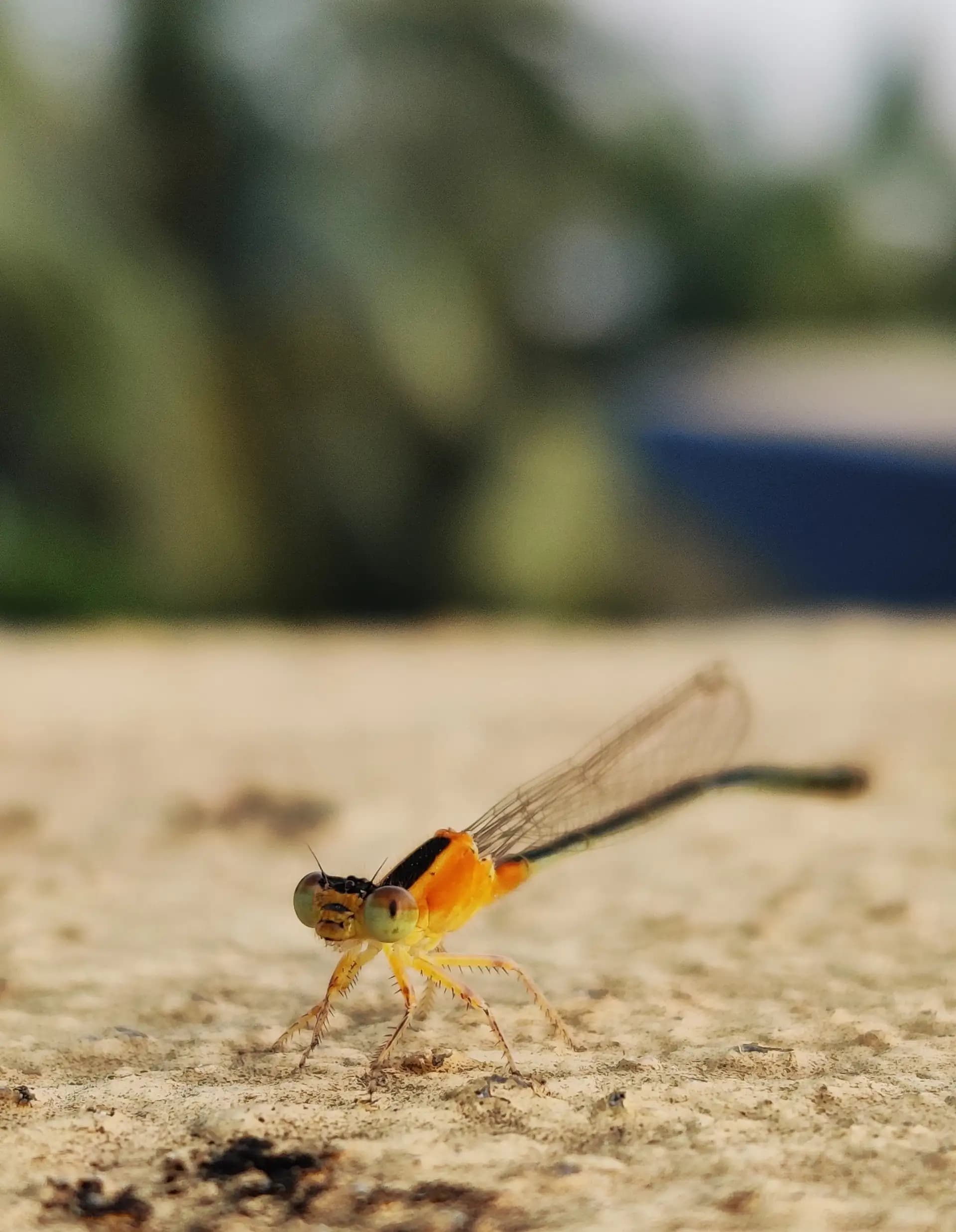 Look at the colours of this damselfly..