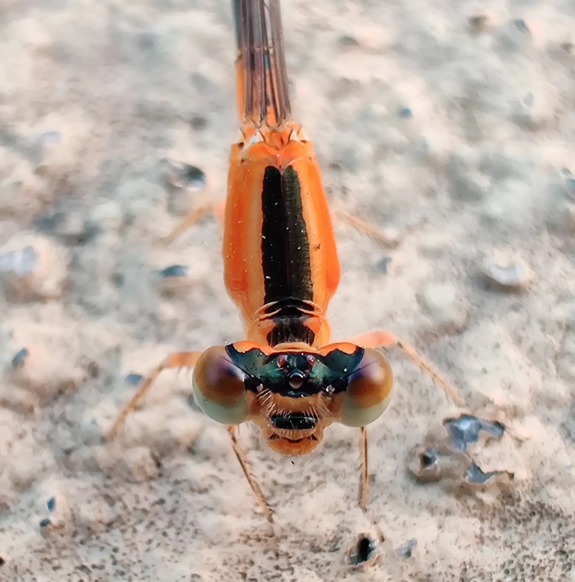 Look at the colours of this beautiful damselfly..