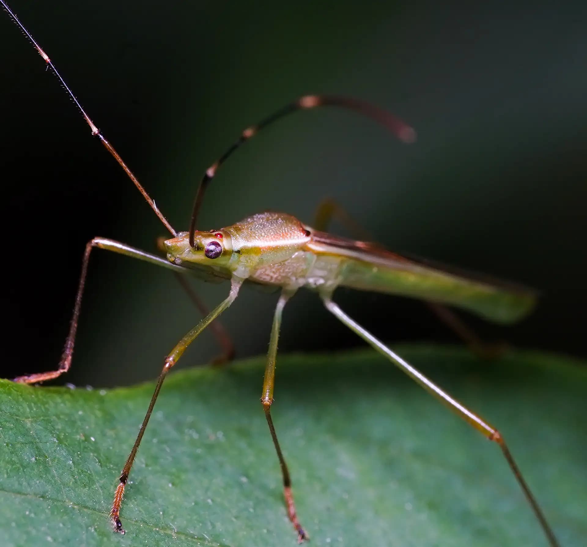 Leptocorisa was posing for a photo..