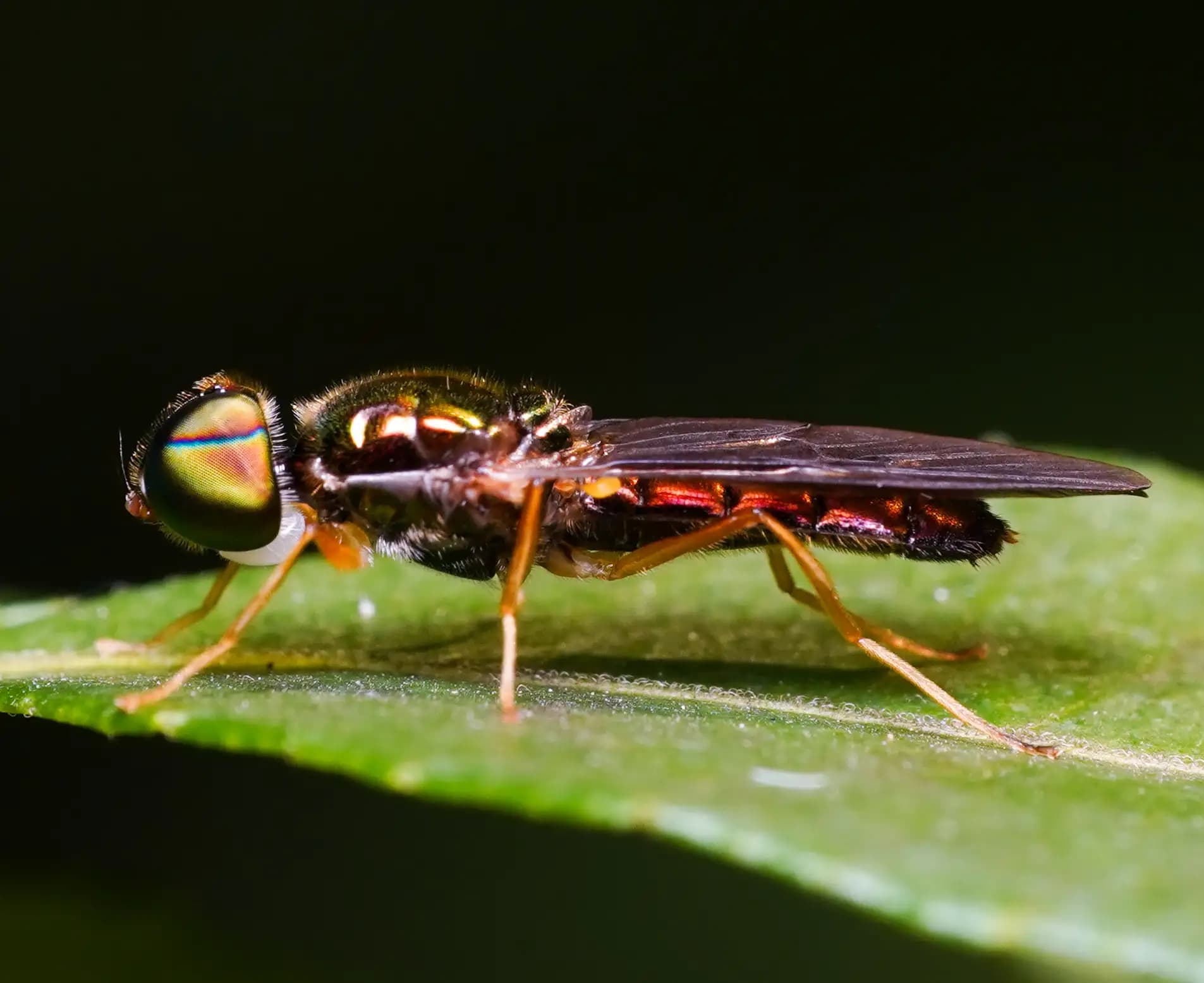 The soldier fly was posing for a photo..