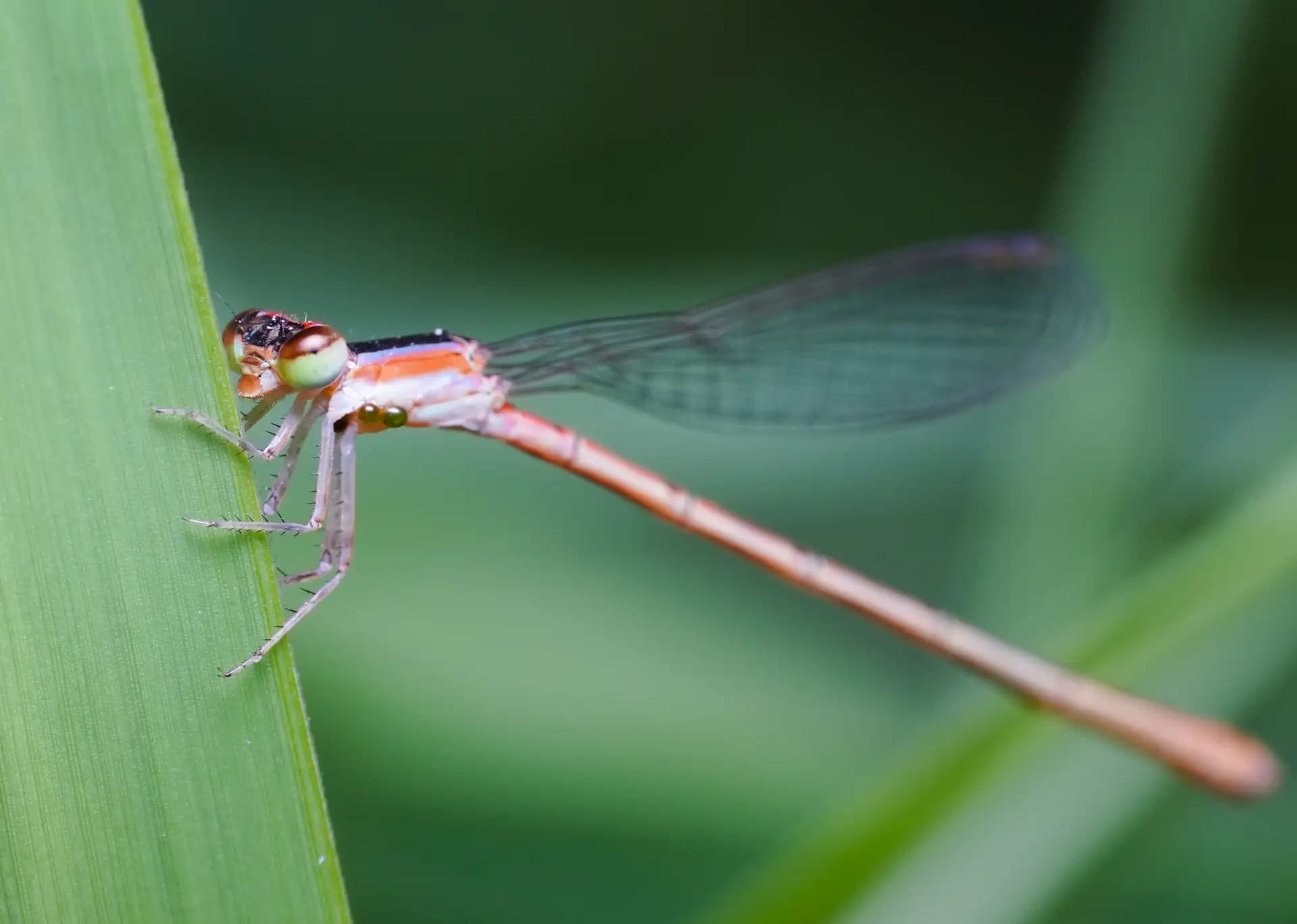 A beautiful damselfly posing for a photo..